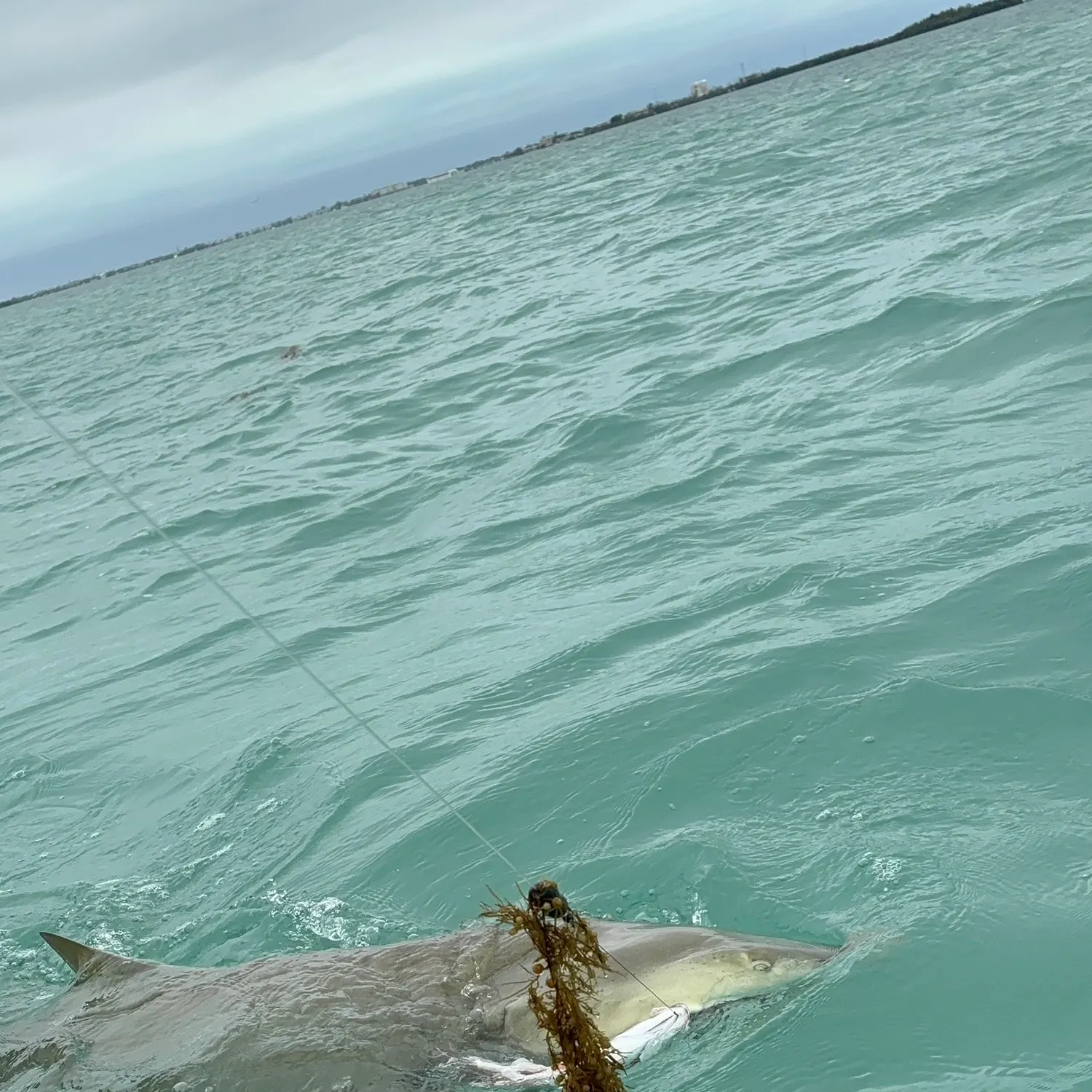 The most recent Lemon shark catches on Fishbrain