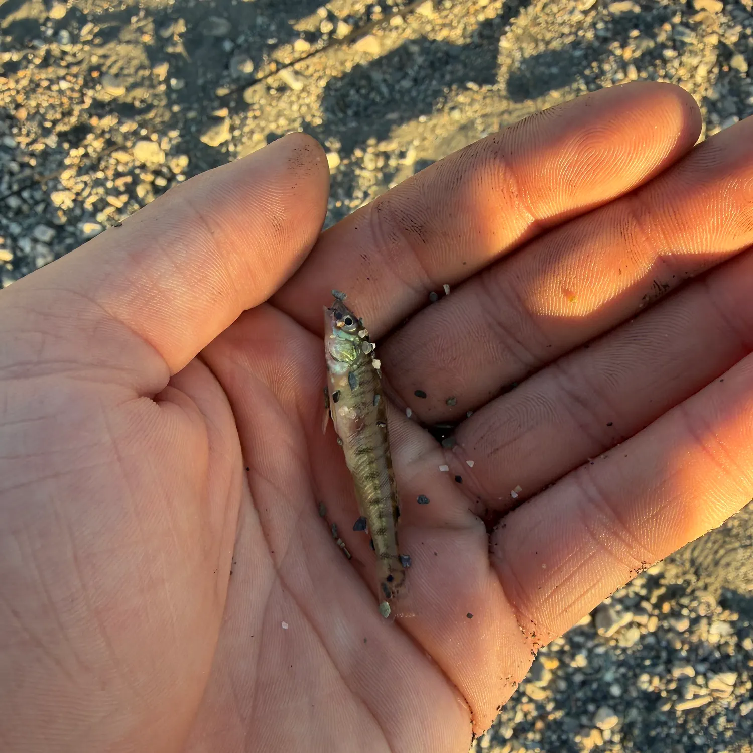 The most recent Common logperch catches on Fishbrain