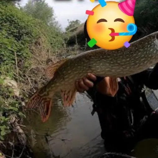 Northern pike caught on Fishbrain