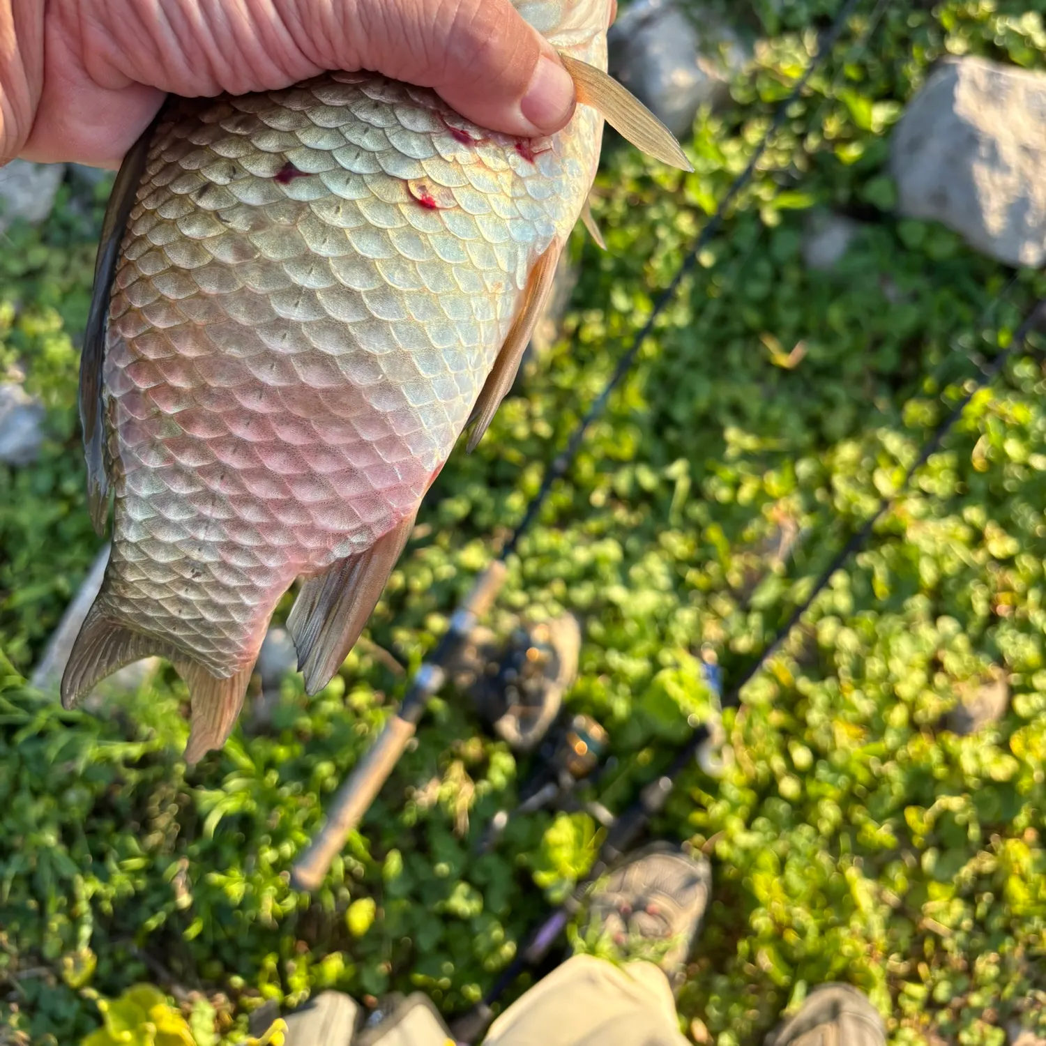 catch