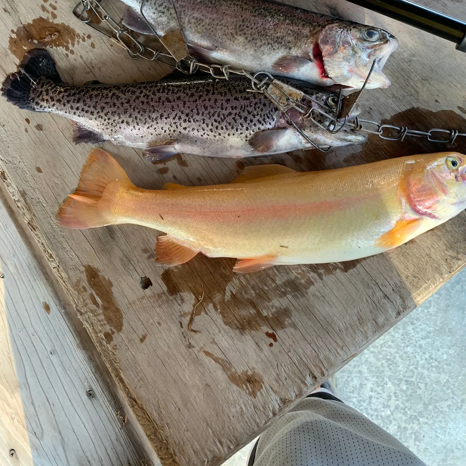 recently logged catches