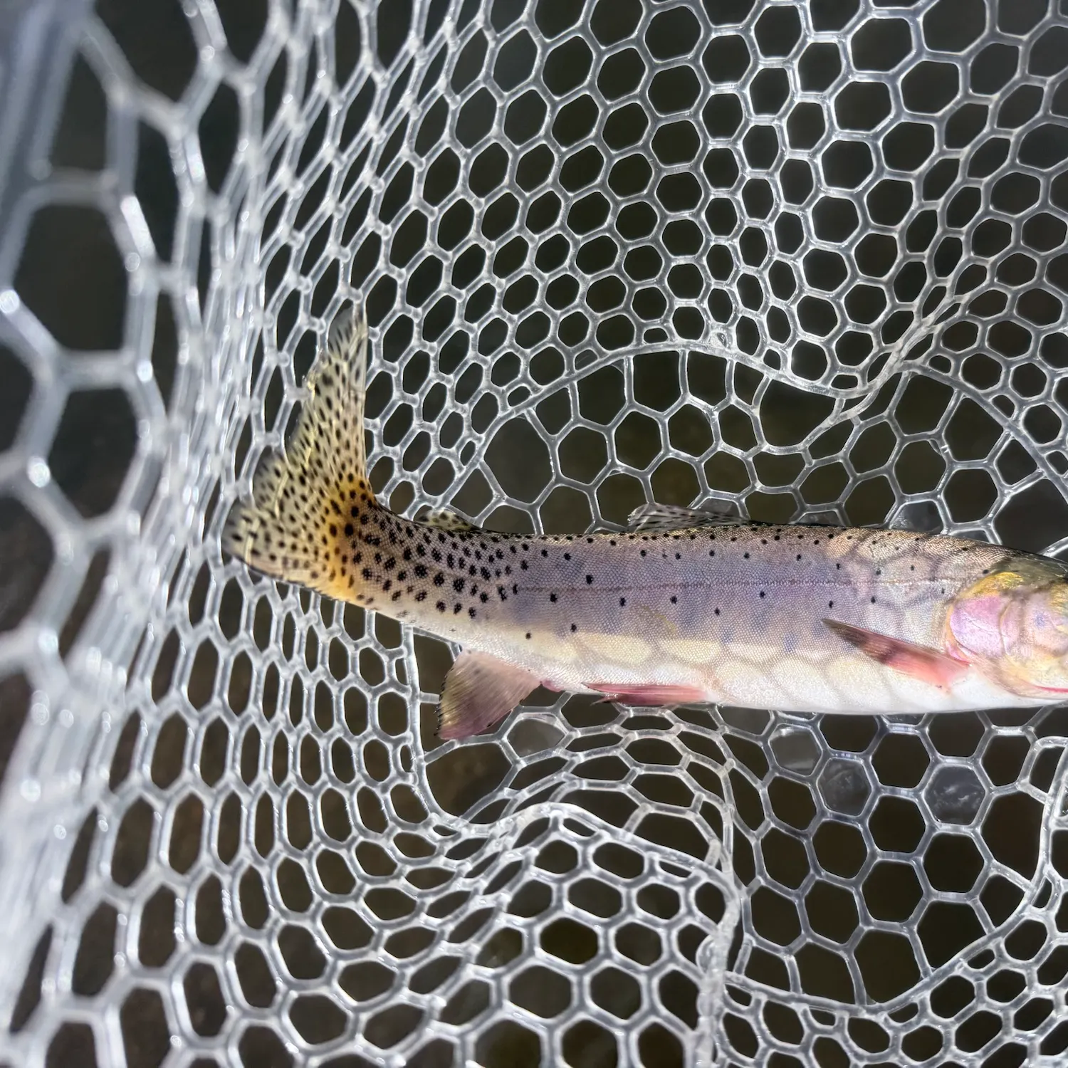 Cutthroat trout caught on Fishbrain