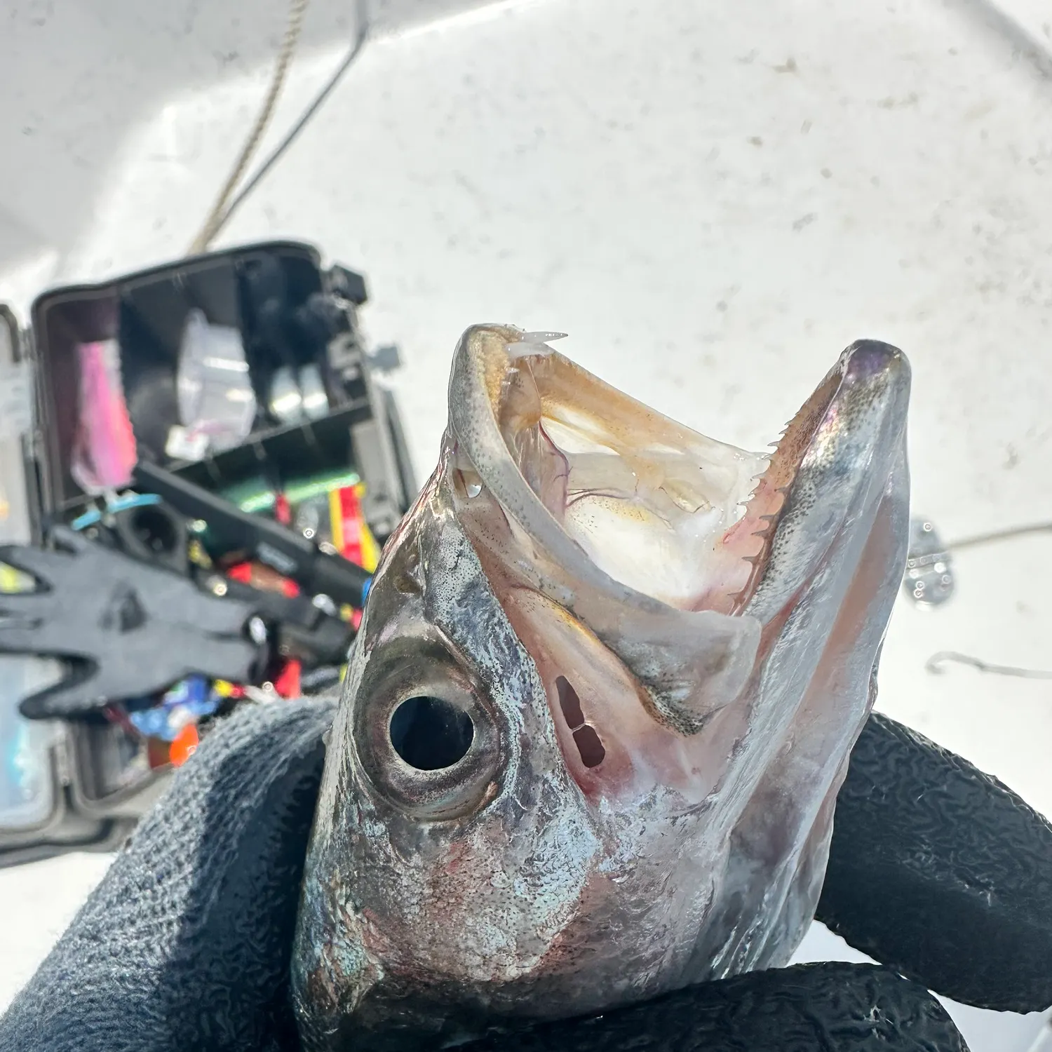 The most recent King mackerel catches on Fishbrain