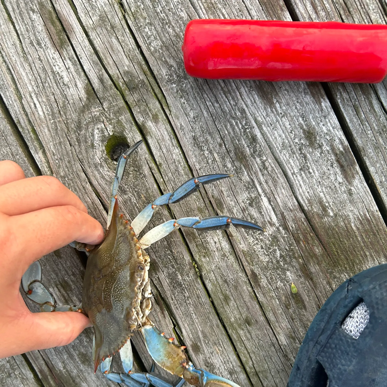 Blue crab caught on Fishbrain