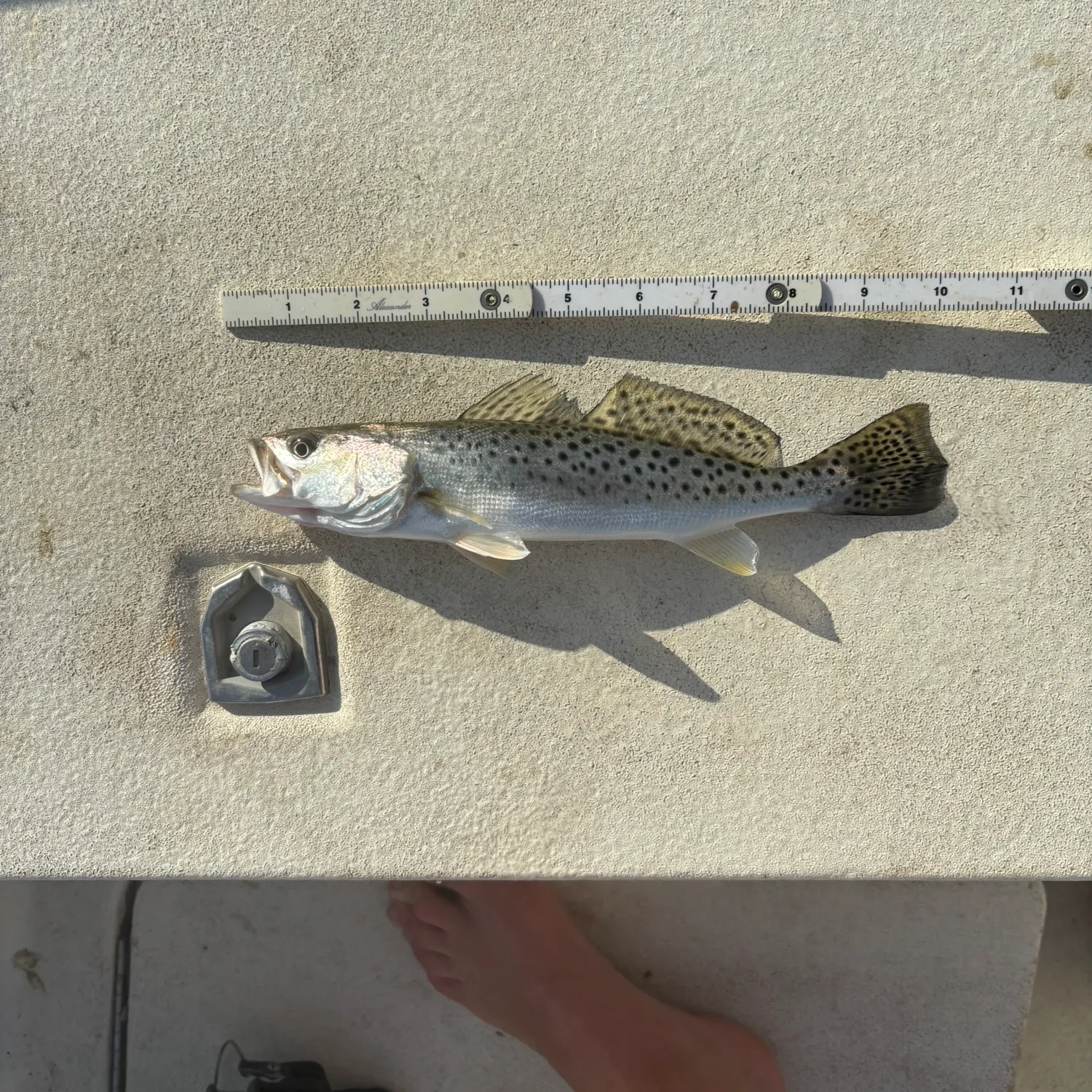 Spotted seatrout caught on Fishbrain