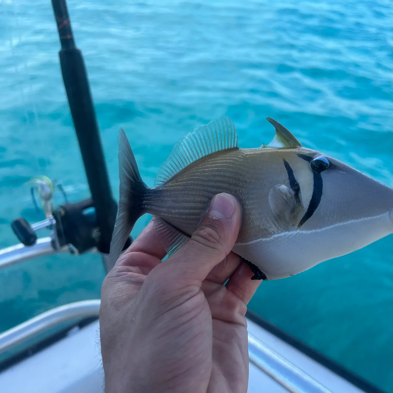 The most popular recent Boomerang triggerfish catch on Fishbrain