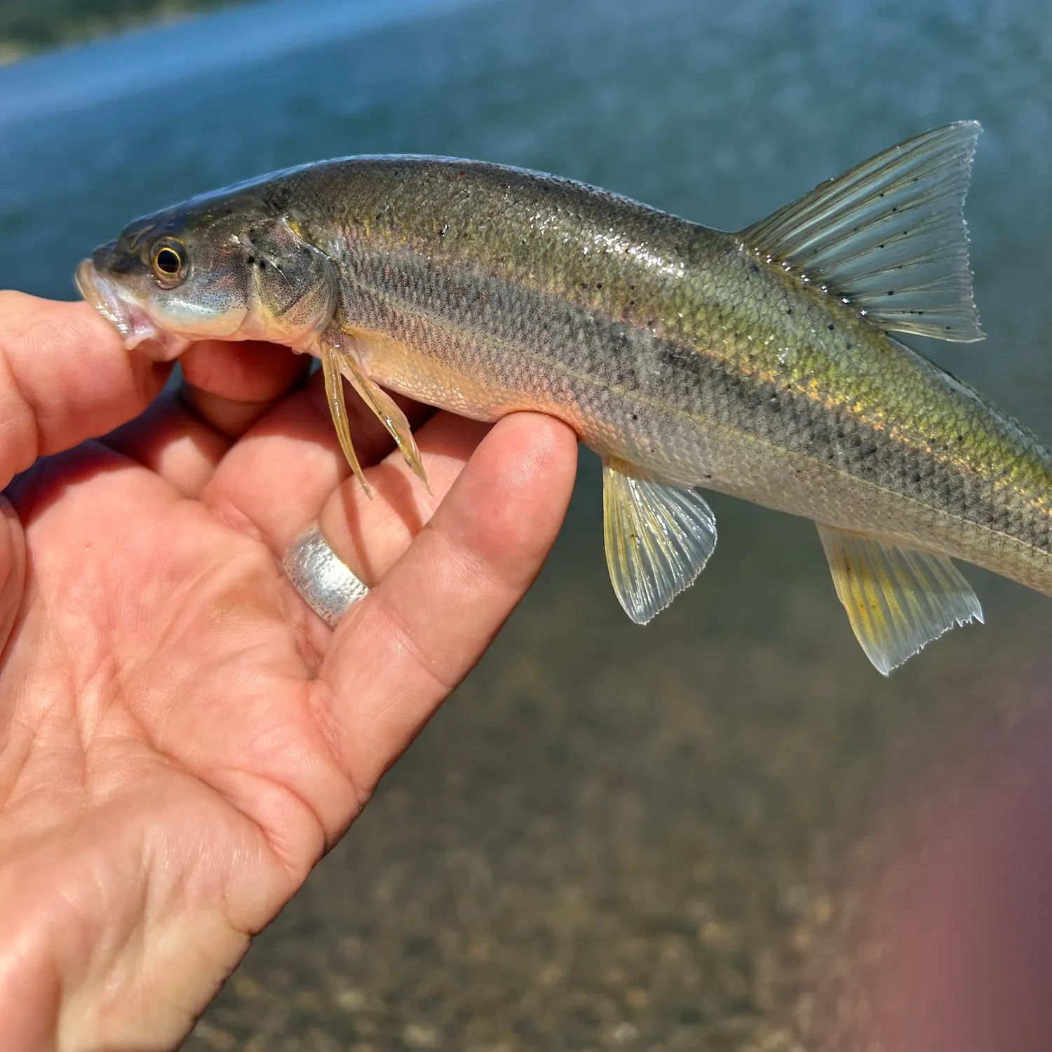 The most recent Mountain whitefish catches on Fishbrain