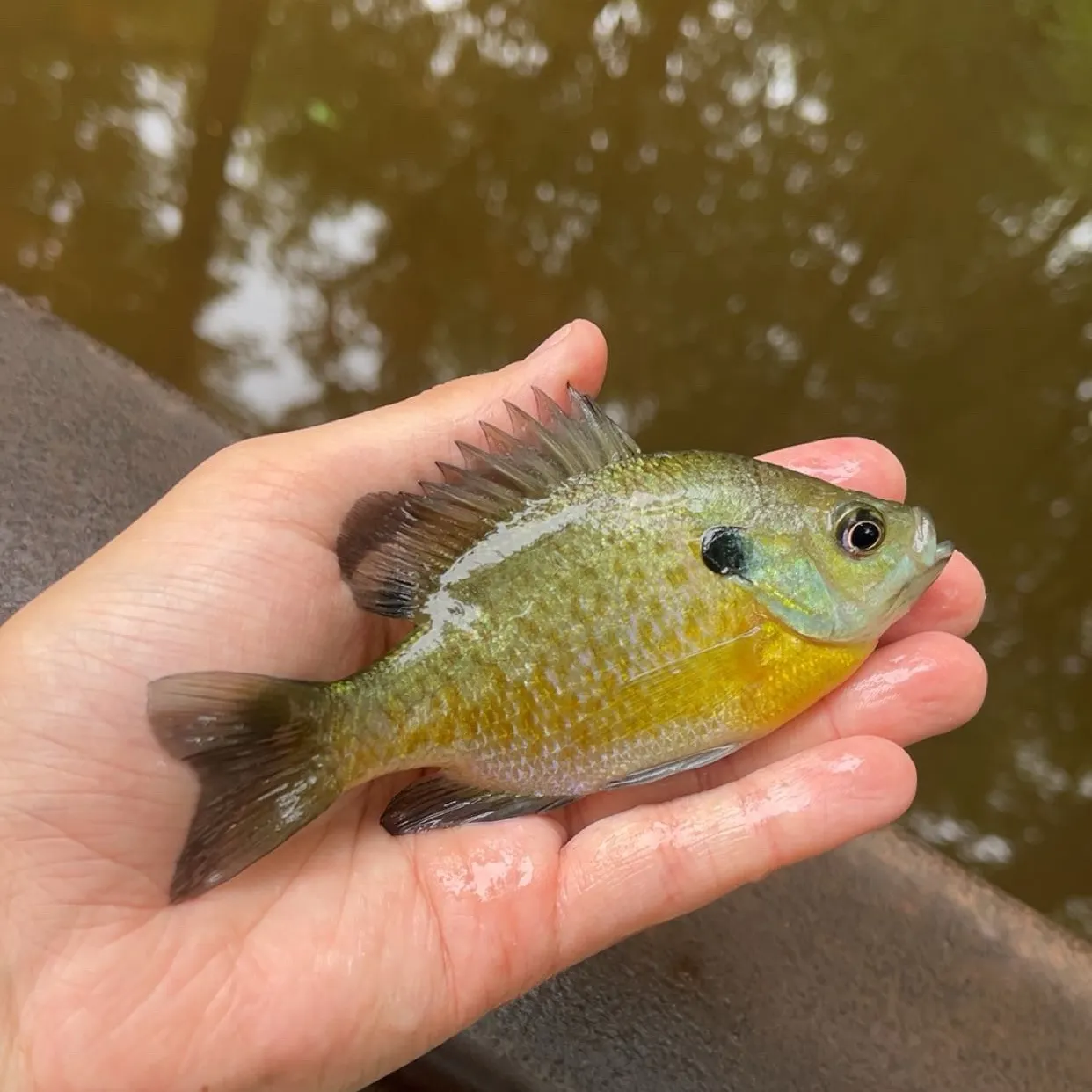 Bluegill caught on Fishbrain