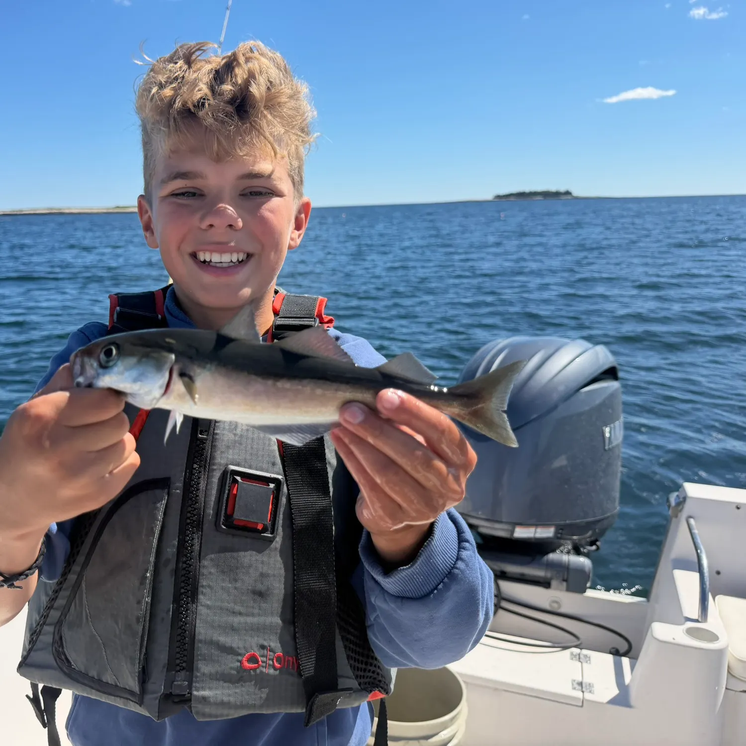 Atlantic pollock caught on Fishbrain