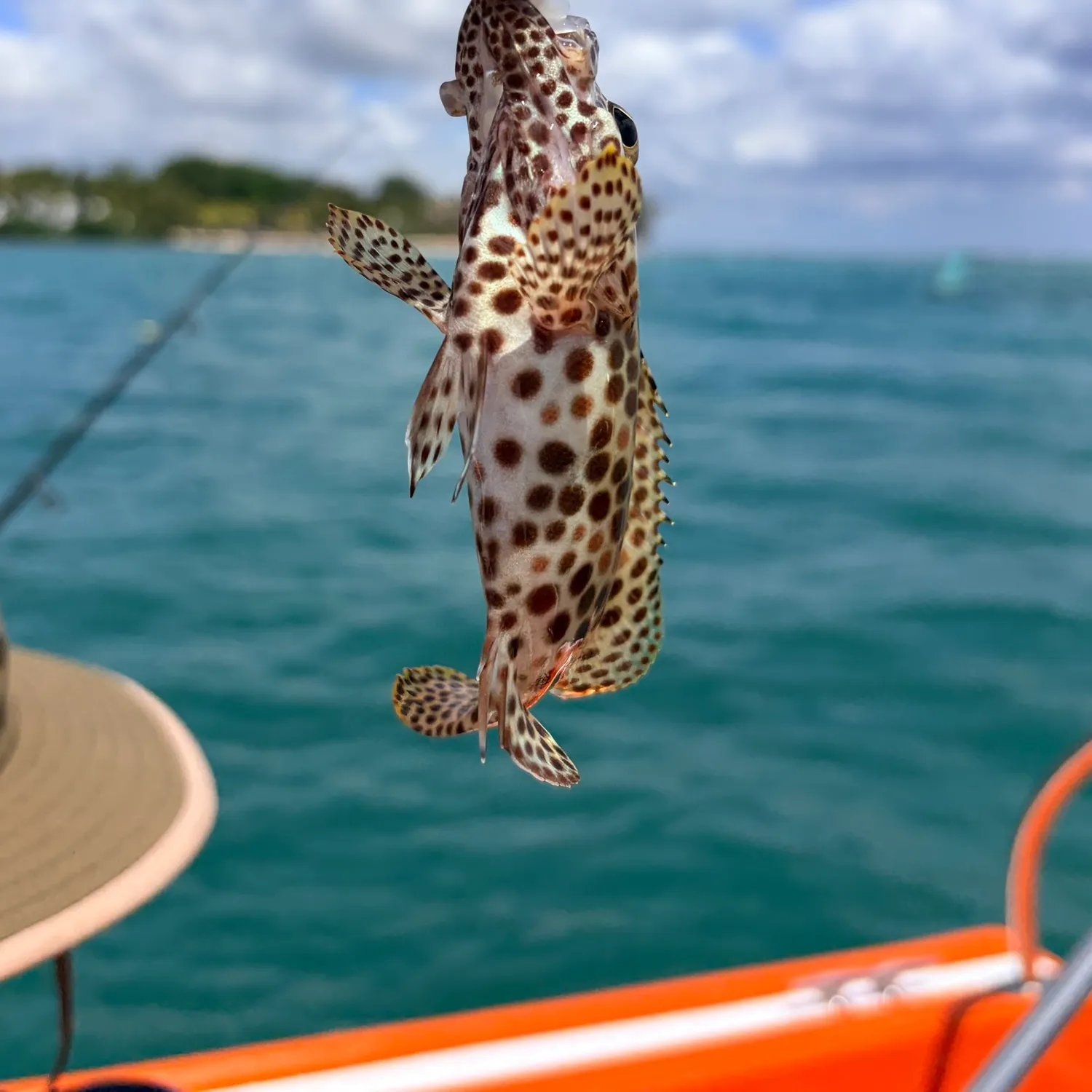 The most recent Honeycomb grouper catches on Fishbrain