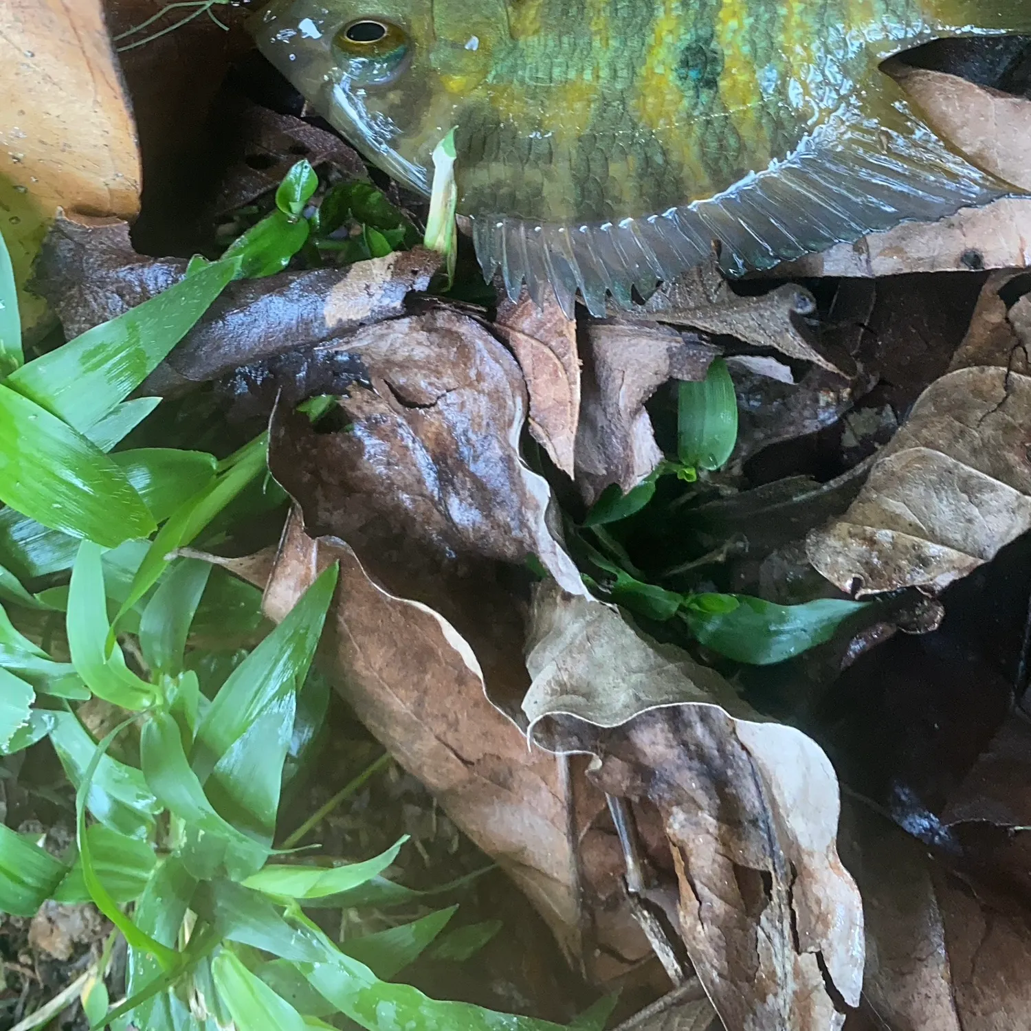 The most recent Pearl cichlid catches on Fishbrain