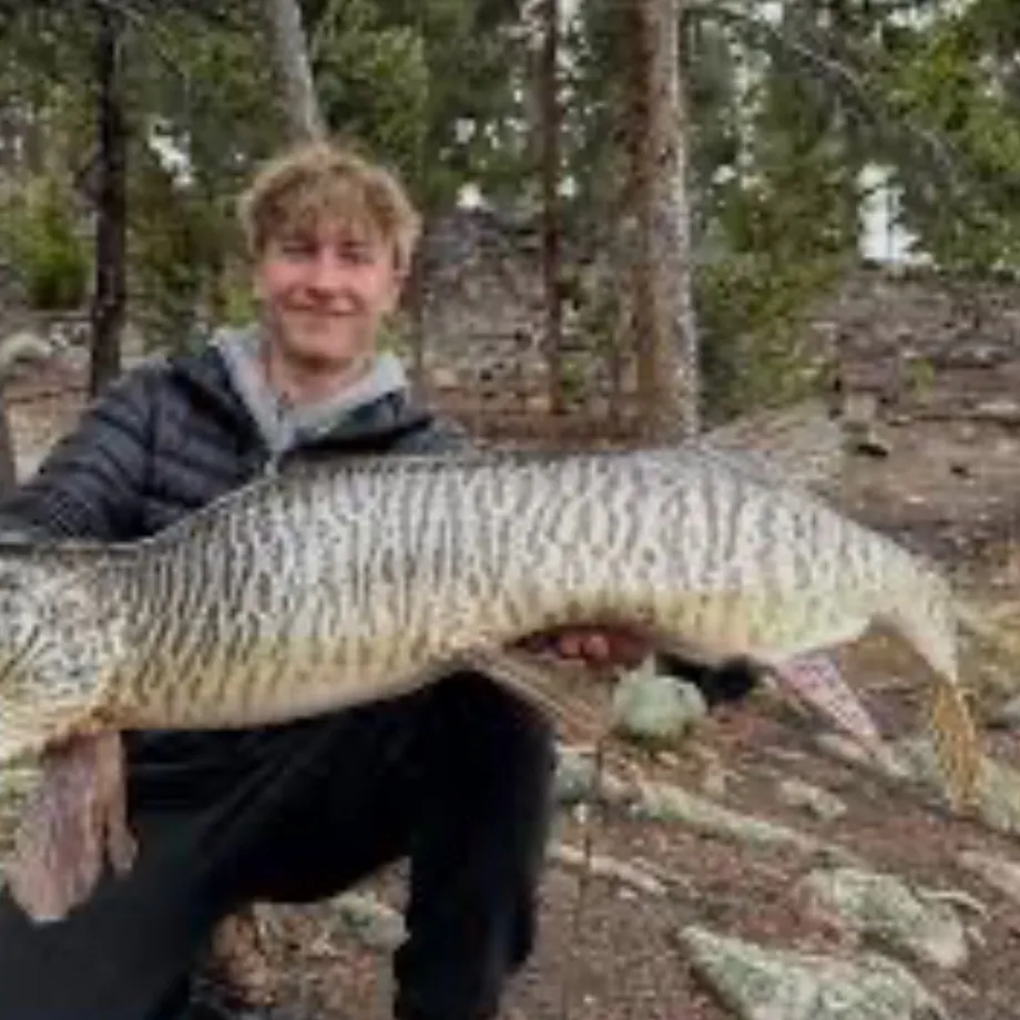 The most recent Muskellunge catches on Fishbrain
