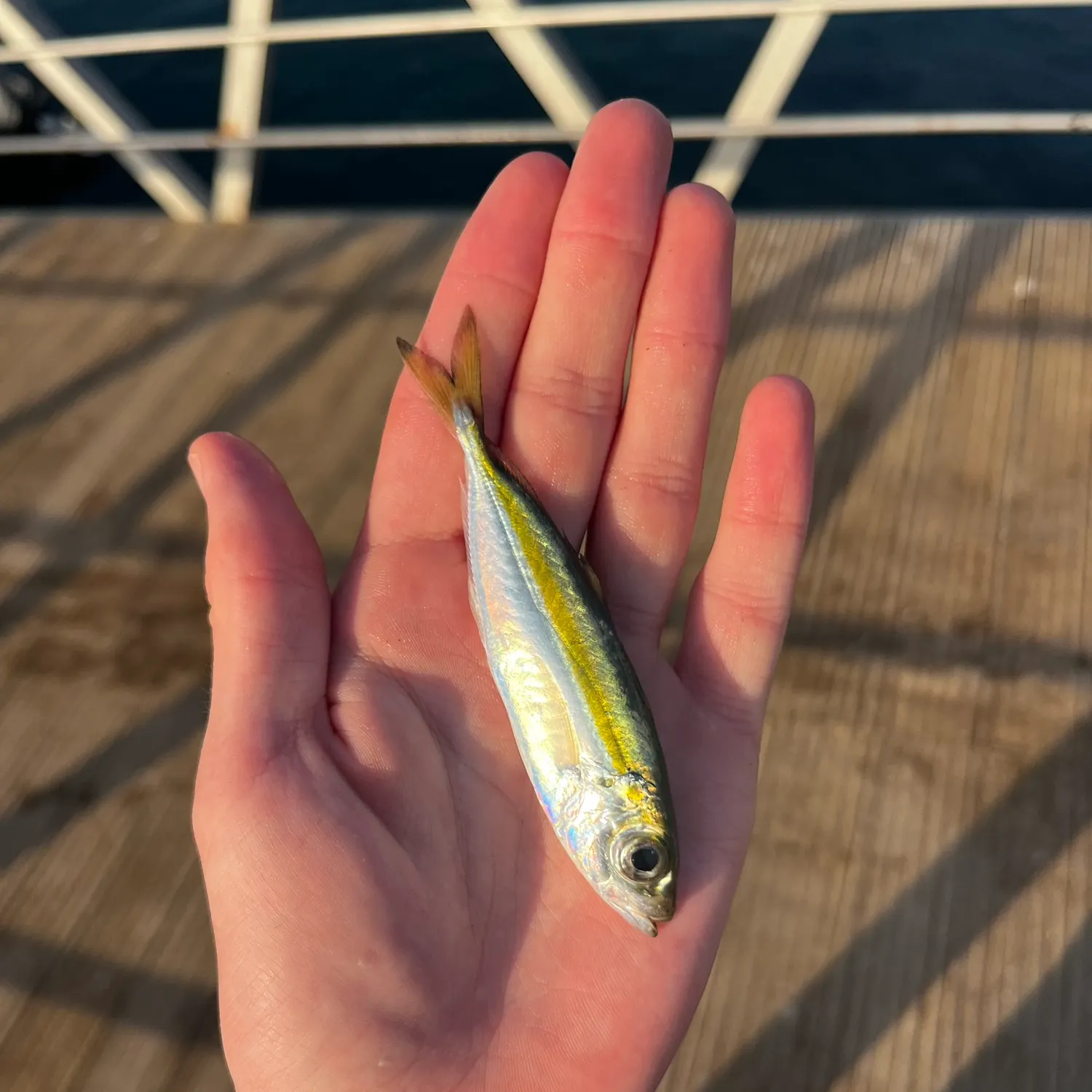 The most recent Bigeye scad catches on Fishbrain