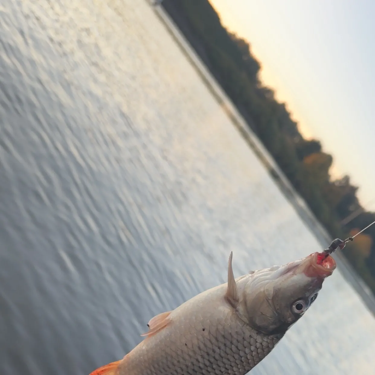 Common carp caught on Fishbrain