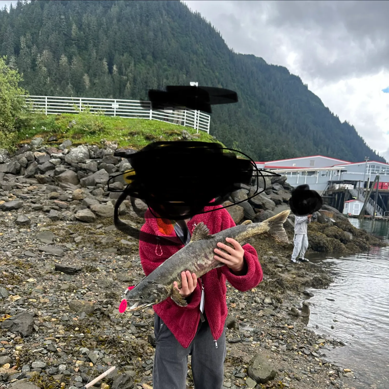 The most recent Chum salmon catches on Fishbrain