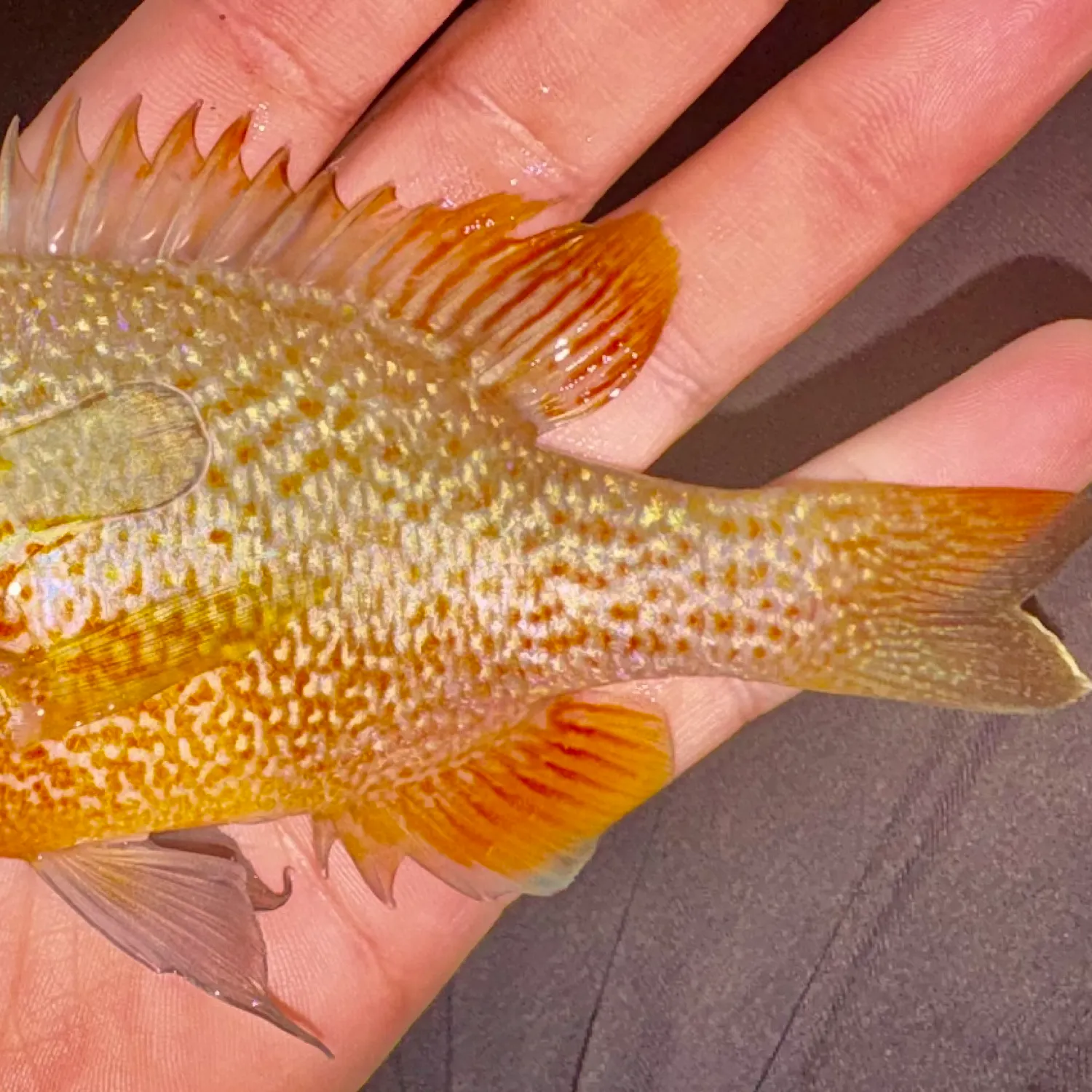 The most recent Longear sunfish catches on Fishbrain