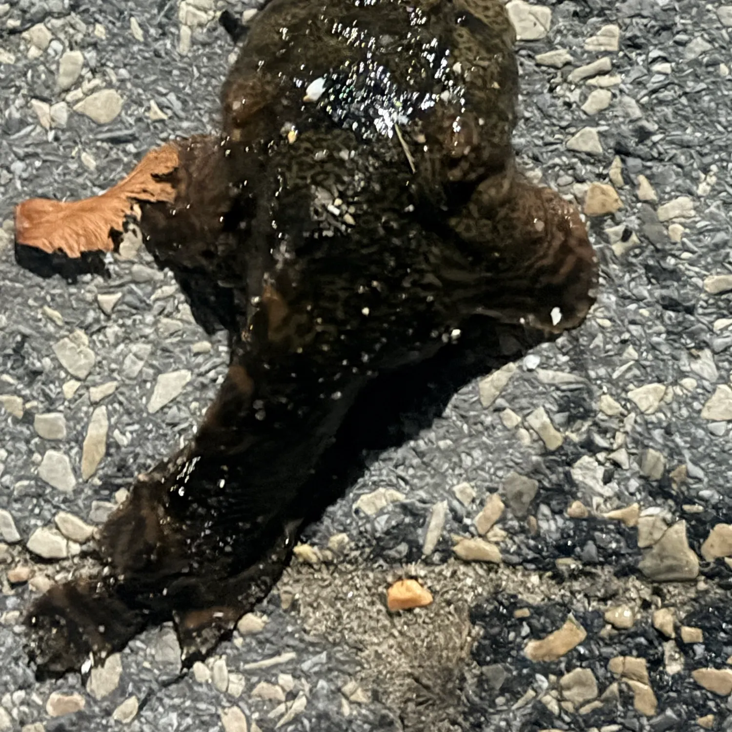Oyster toadfish caught on Fishbrain