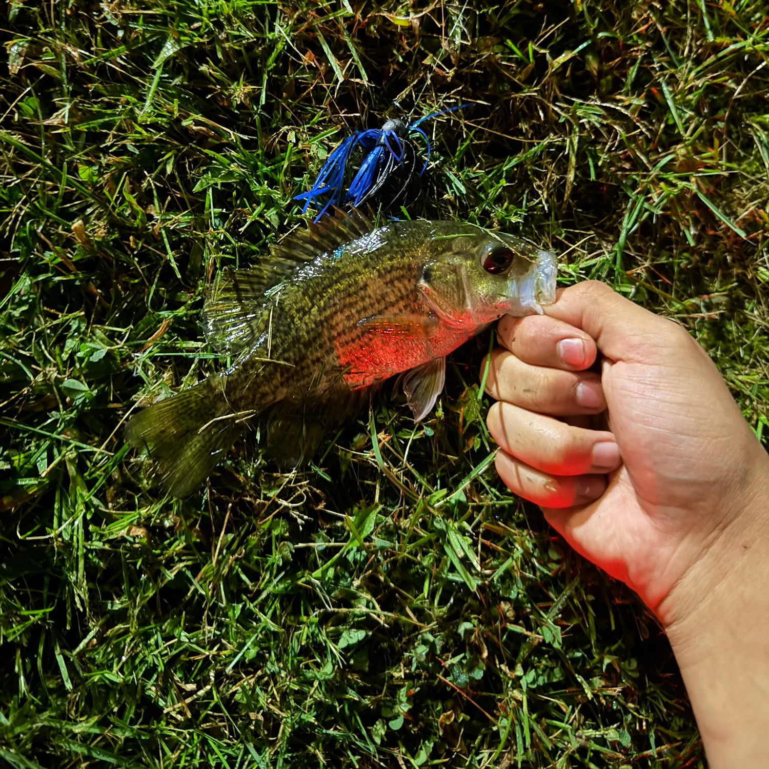 Rock bass caught on Fishbrain