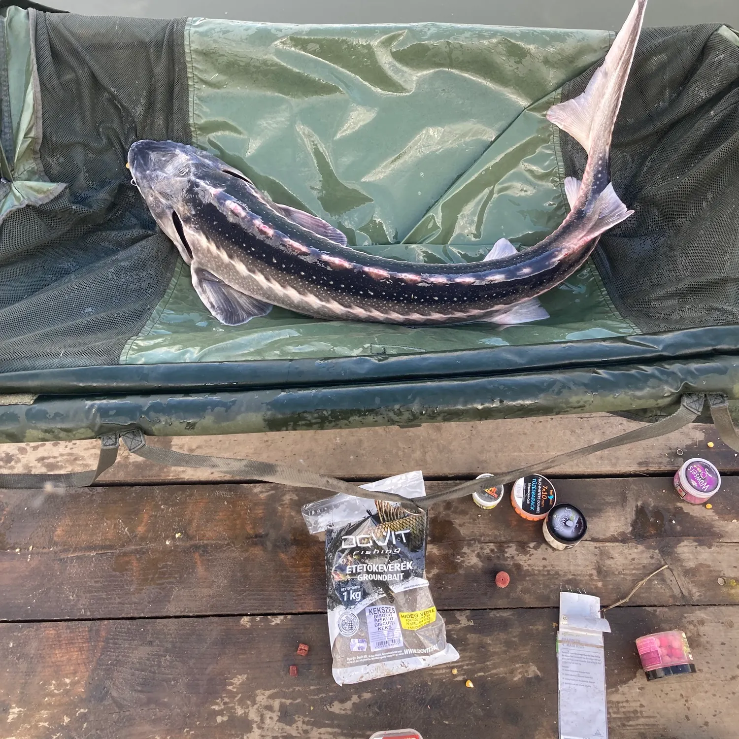 The most recent European sturgeon catches on Fishbrain