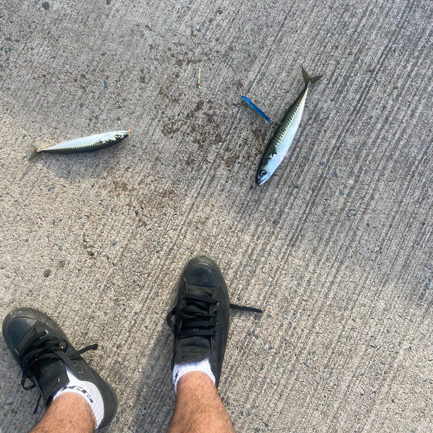 Atlantic mackerel caught on Fishbrain