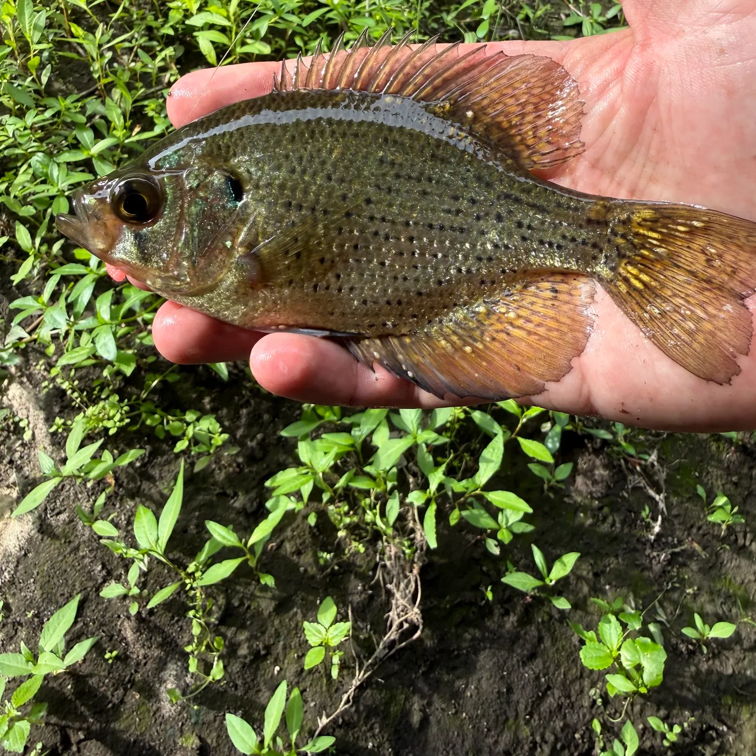 The most recent Flier catches on Fishbrain