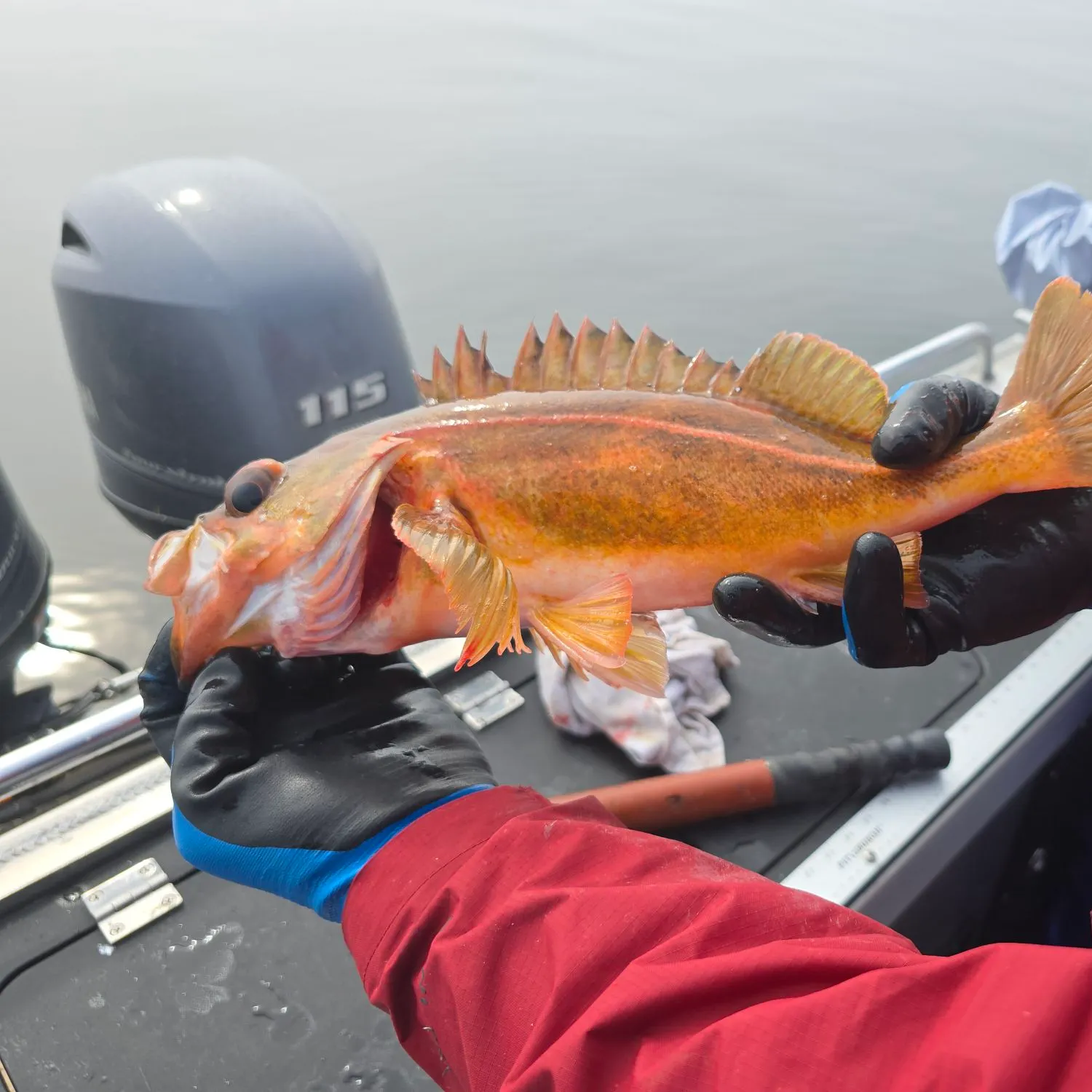 The most recent Harlequin rockfish catches on Fishbrain