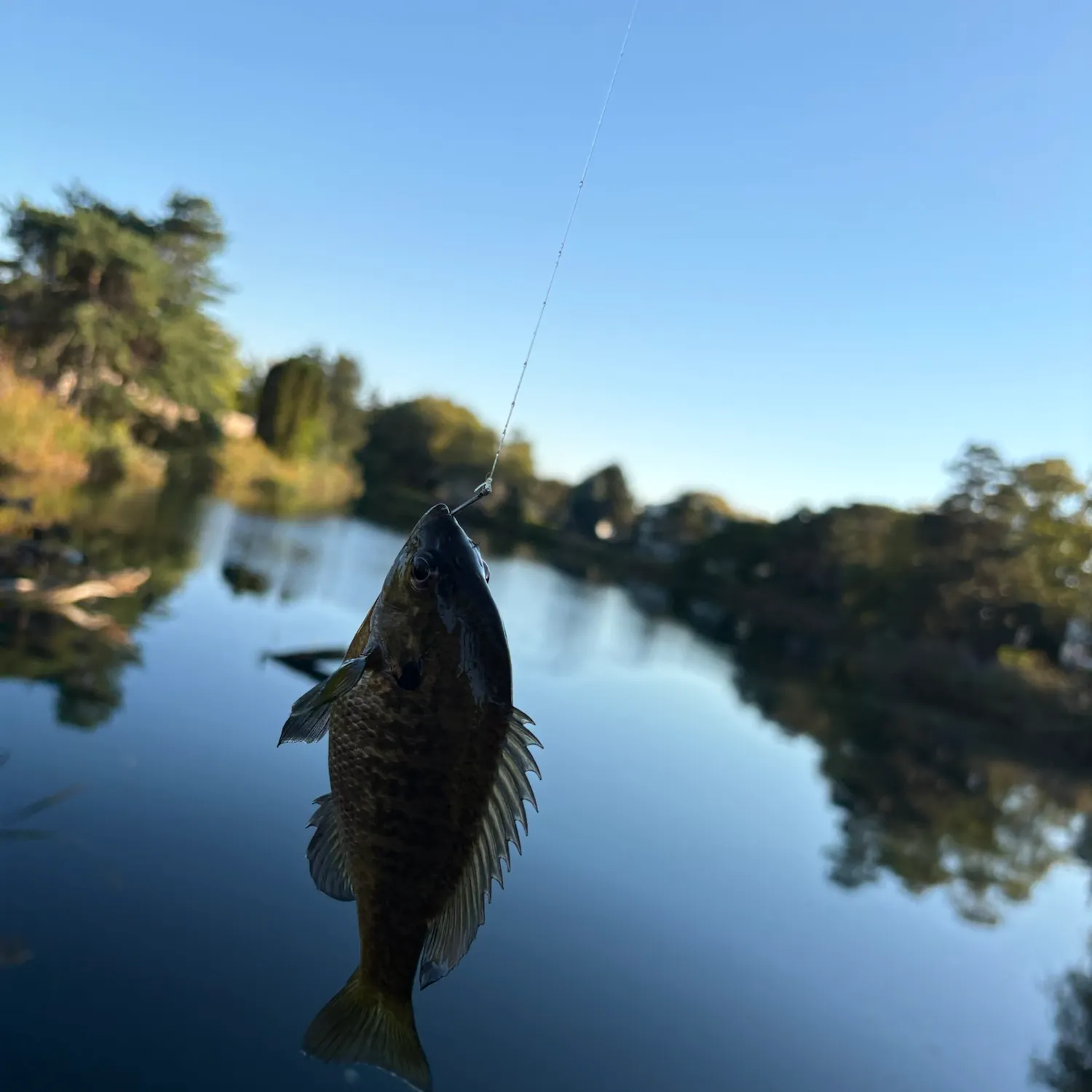 Bluegill caught on Fishbrain