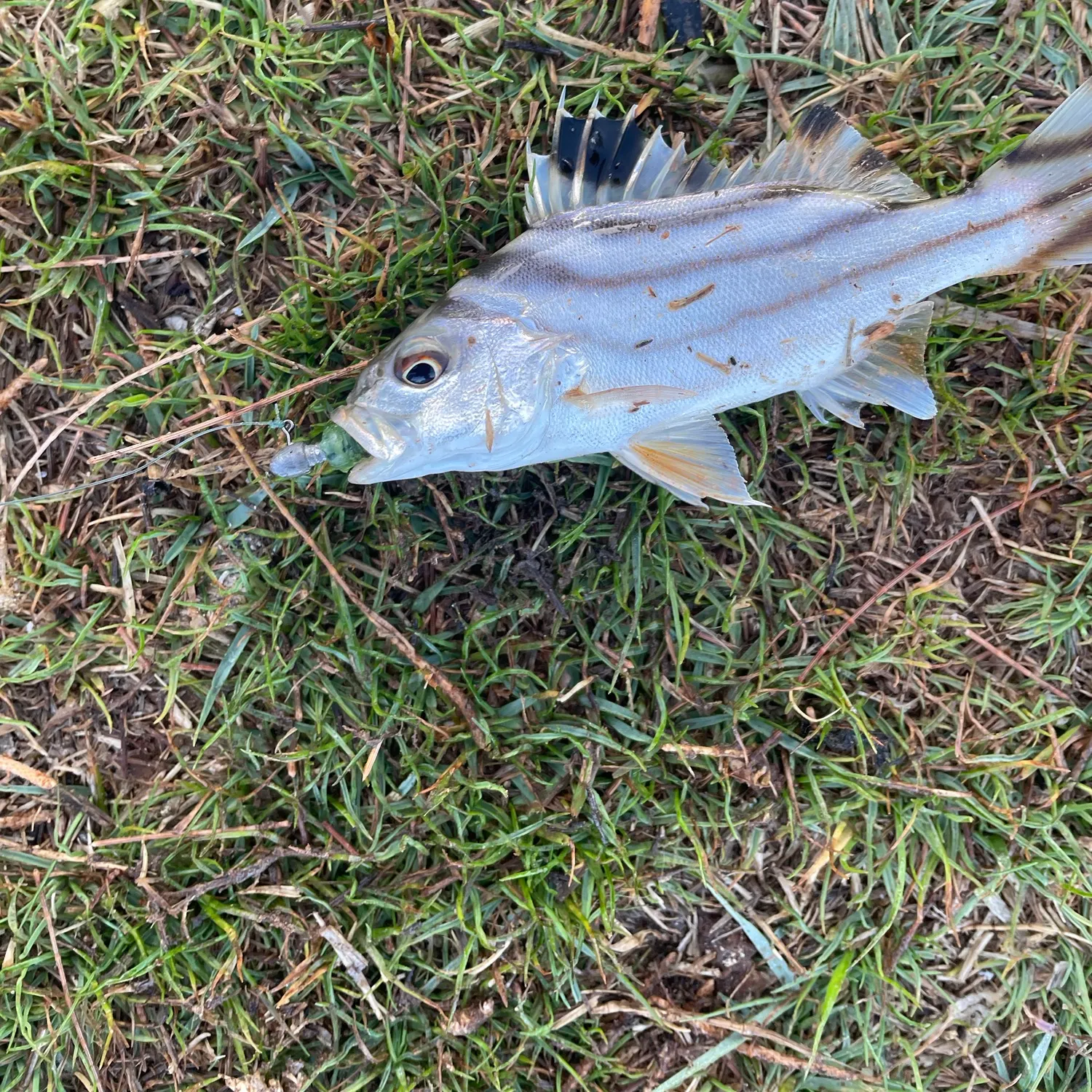 The most recent Eastern striped grunter catches on Fishbrain