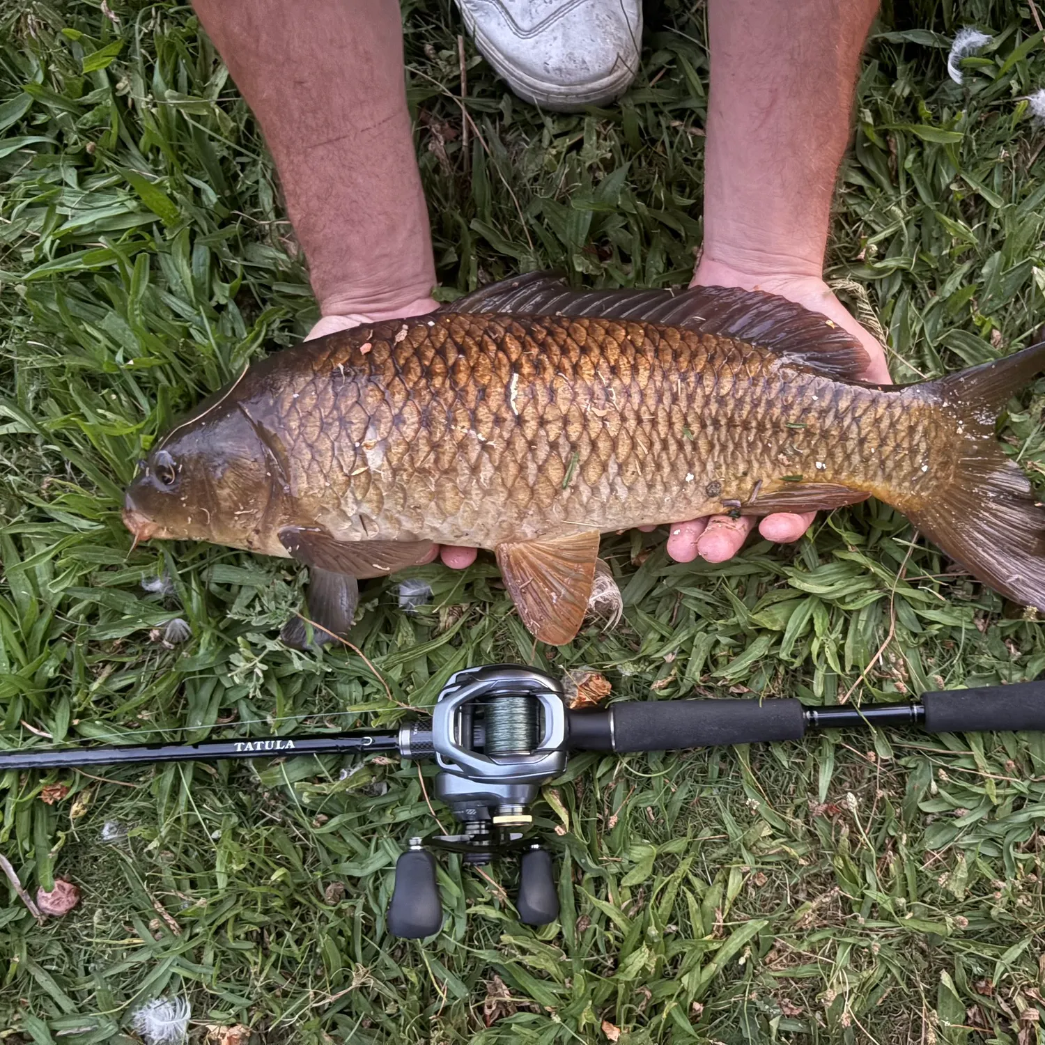 Common carp caught on Fishbrain