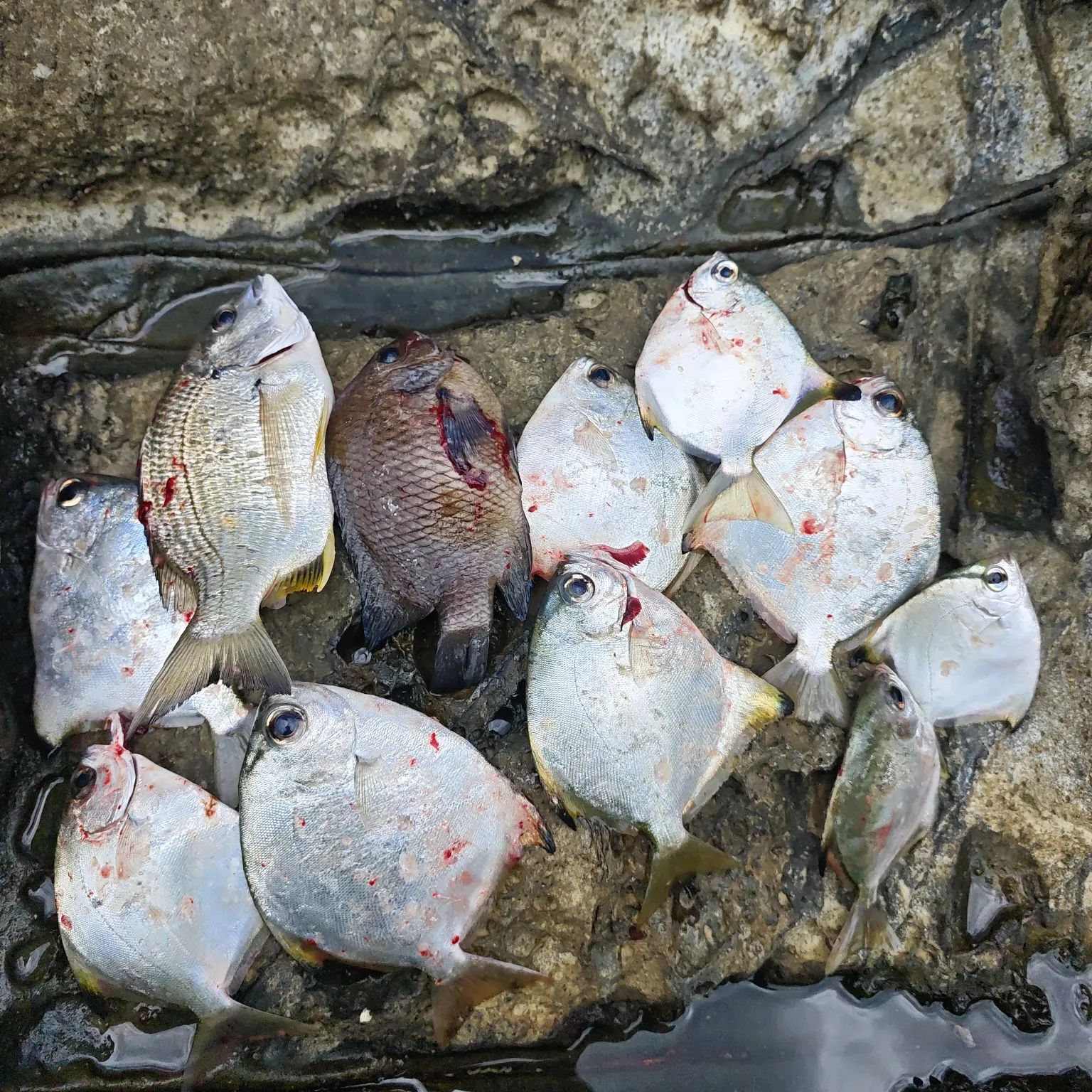 Surf bream caught on Fishbrain