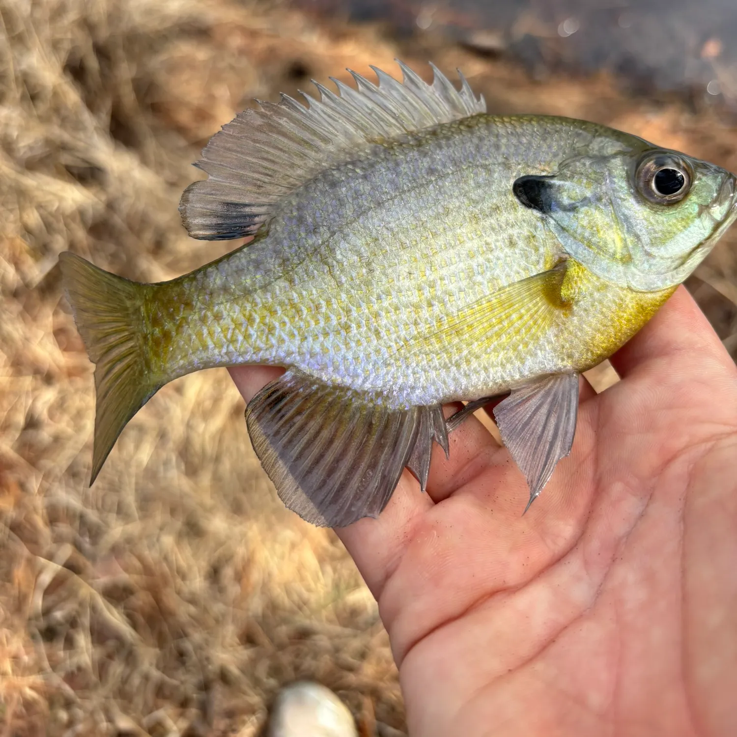 The most recent Redbreast sunfish catches on Fishbrain