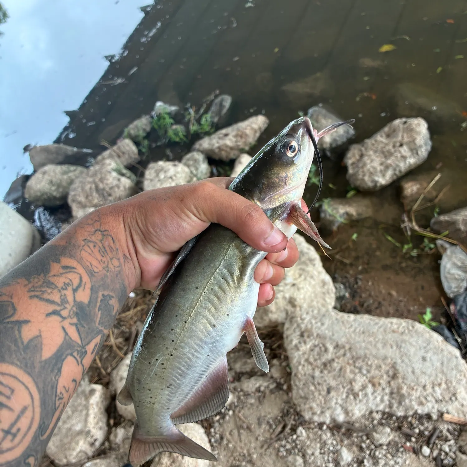 catch