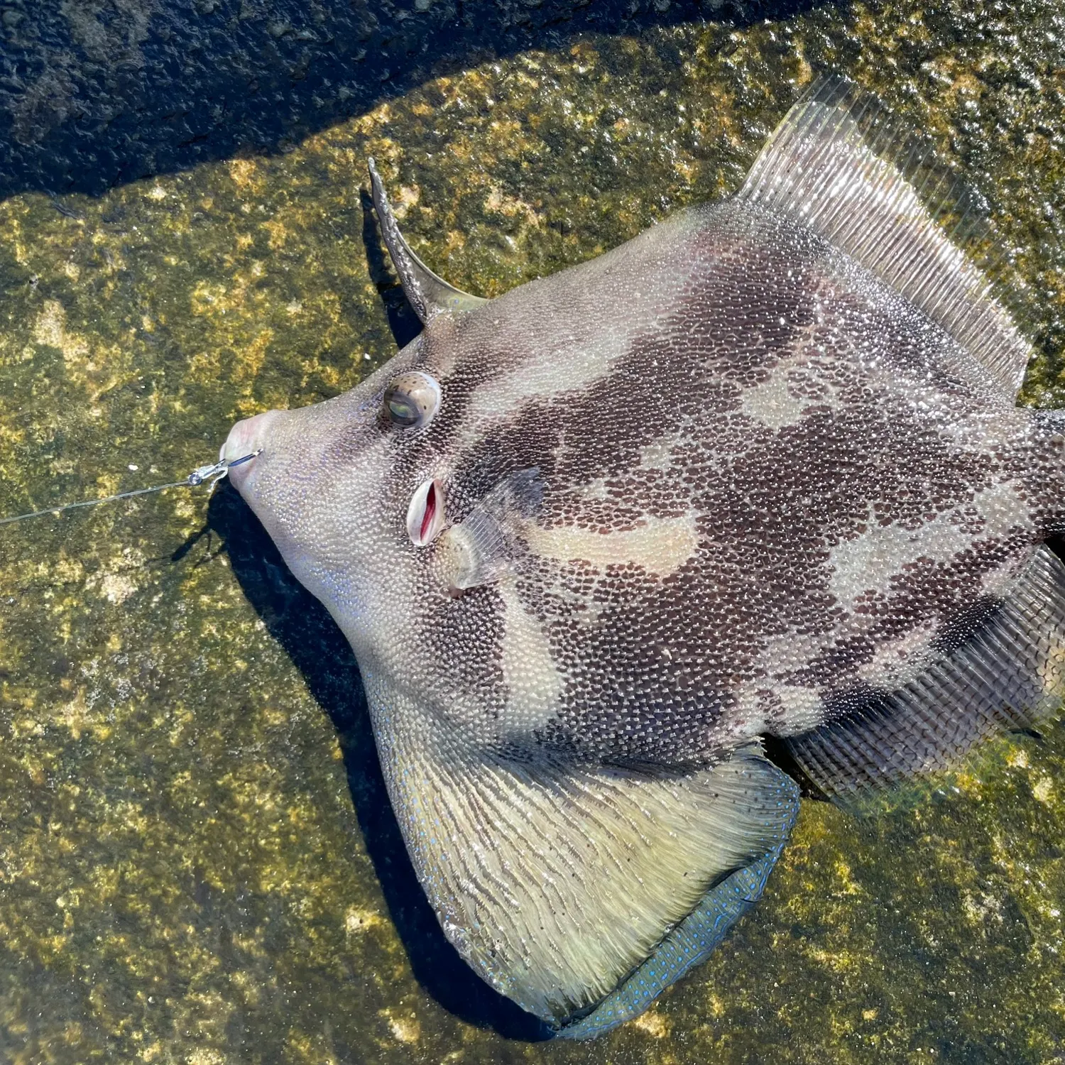 The most popular recent Fan-bellied leatherjacket catch on Fishbrain