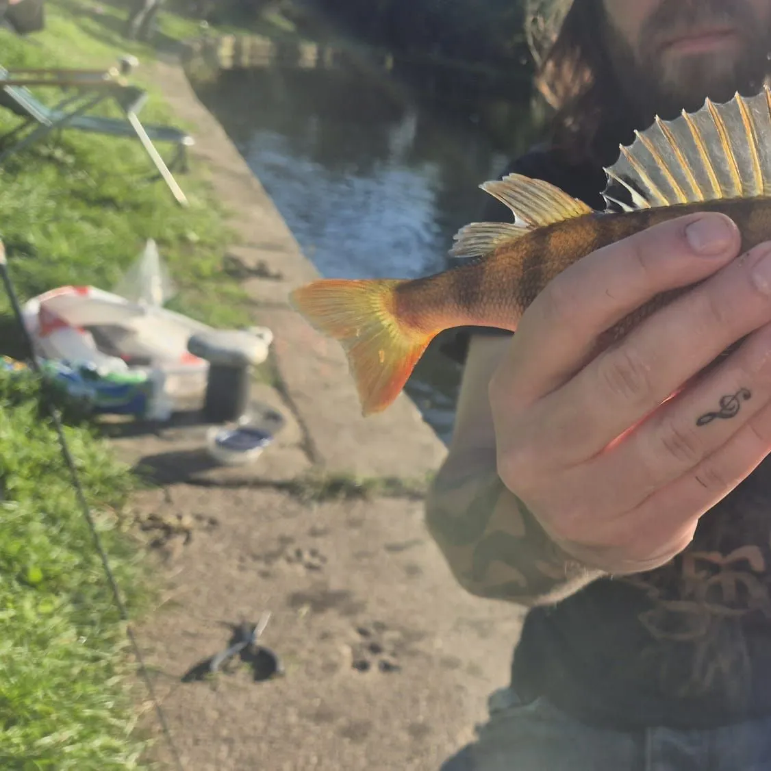European perch caught on Fishbrain