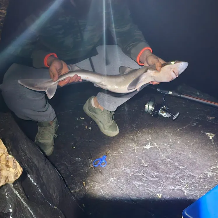 The most recent Narrownose smooth-hound catches on Fishbrain