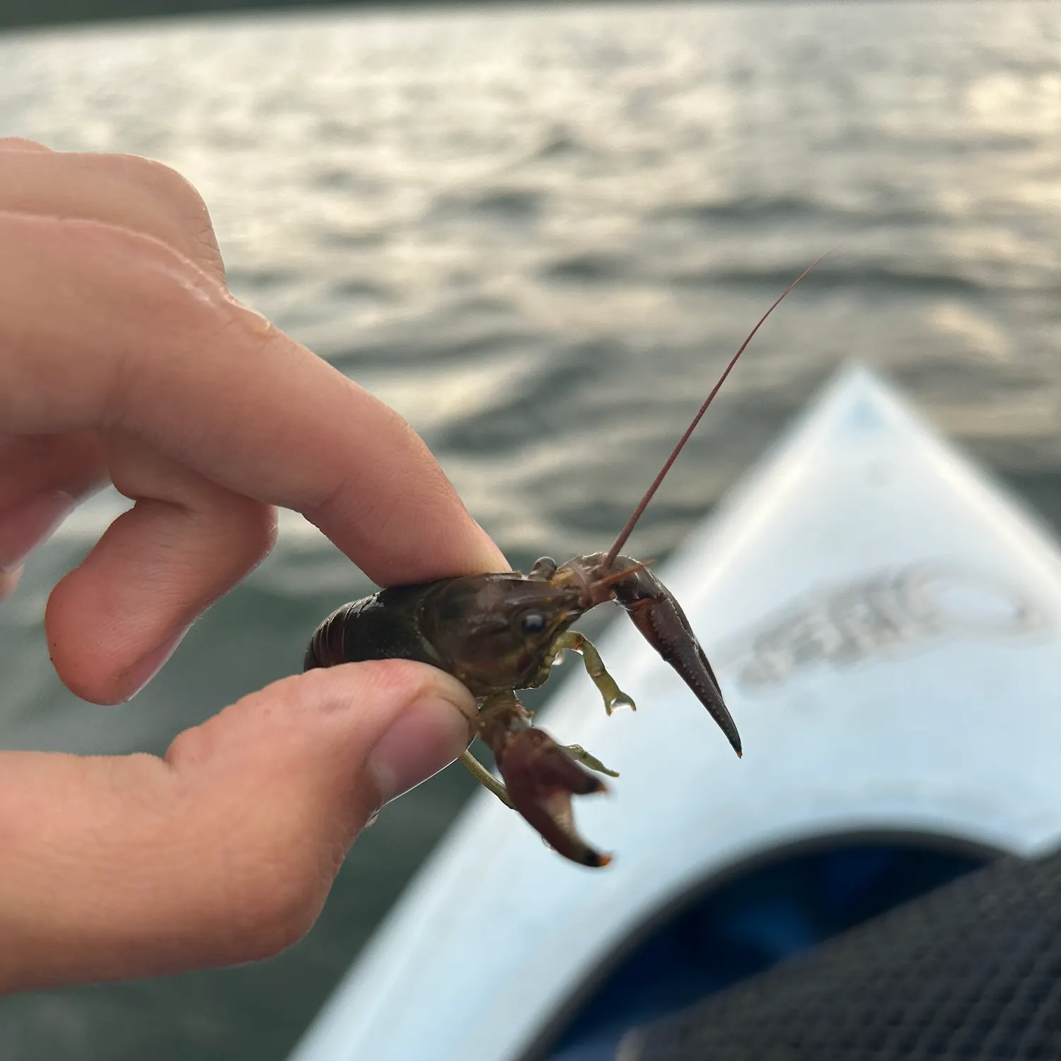 The most recent Virile crayfish catches on Fishbrain