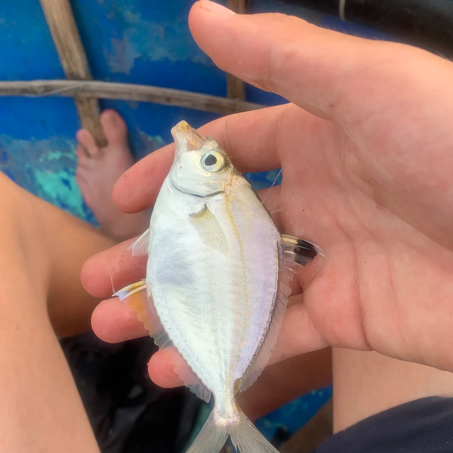The most recent Goldstripe ponyfish catches on Fishbrain