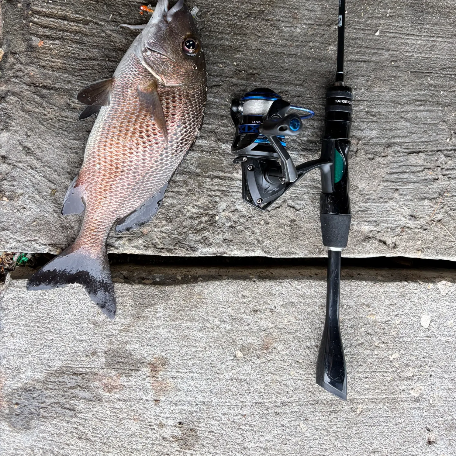 The most recent Tomtate grunt catches on Fishbrain