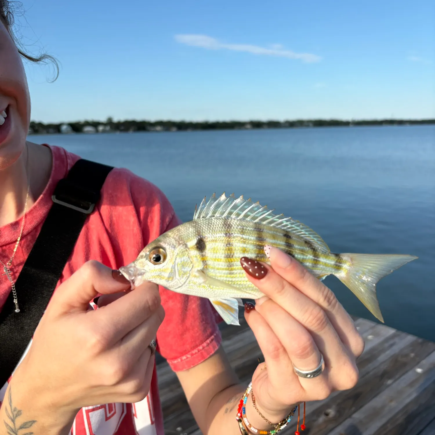 Pinfish caught on Fishbrain