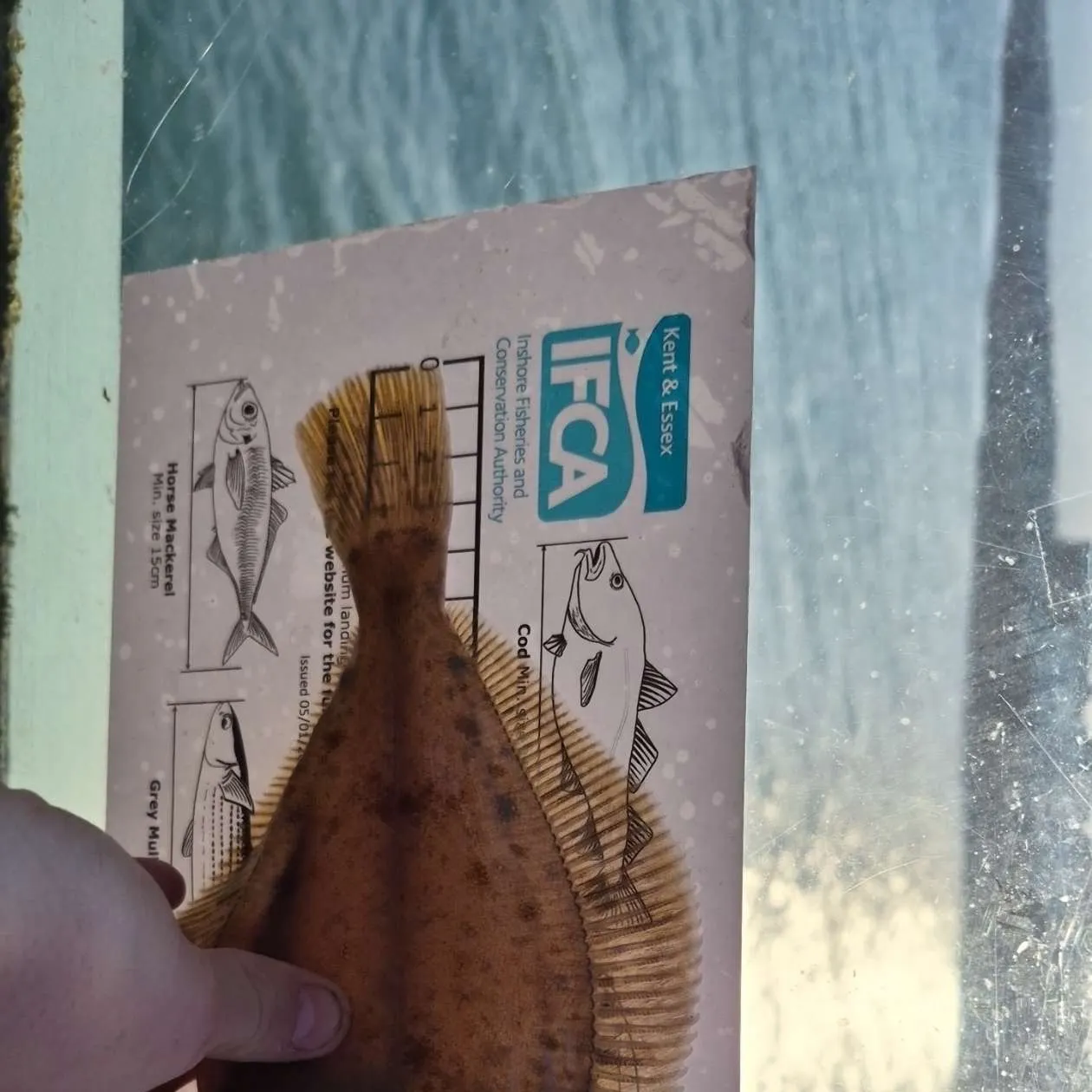 The most recent Common dab catches on Fishbrain