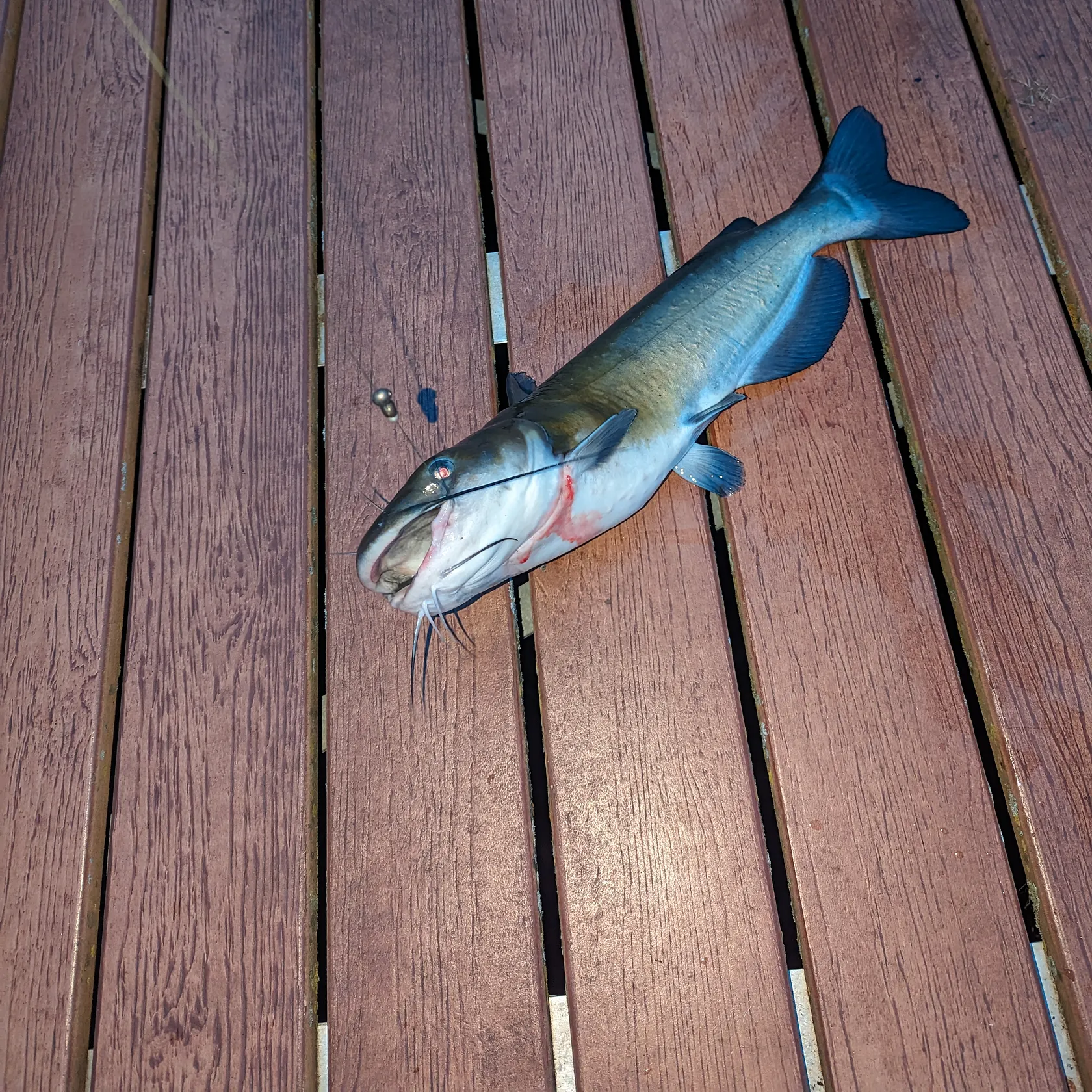 angler catch