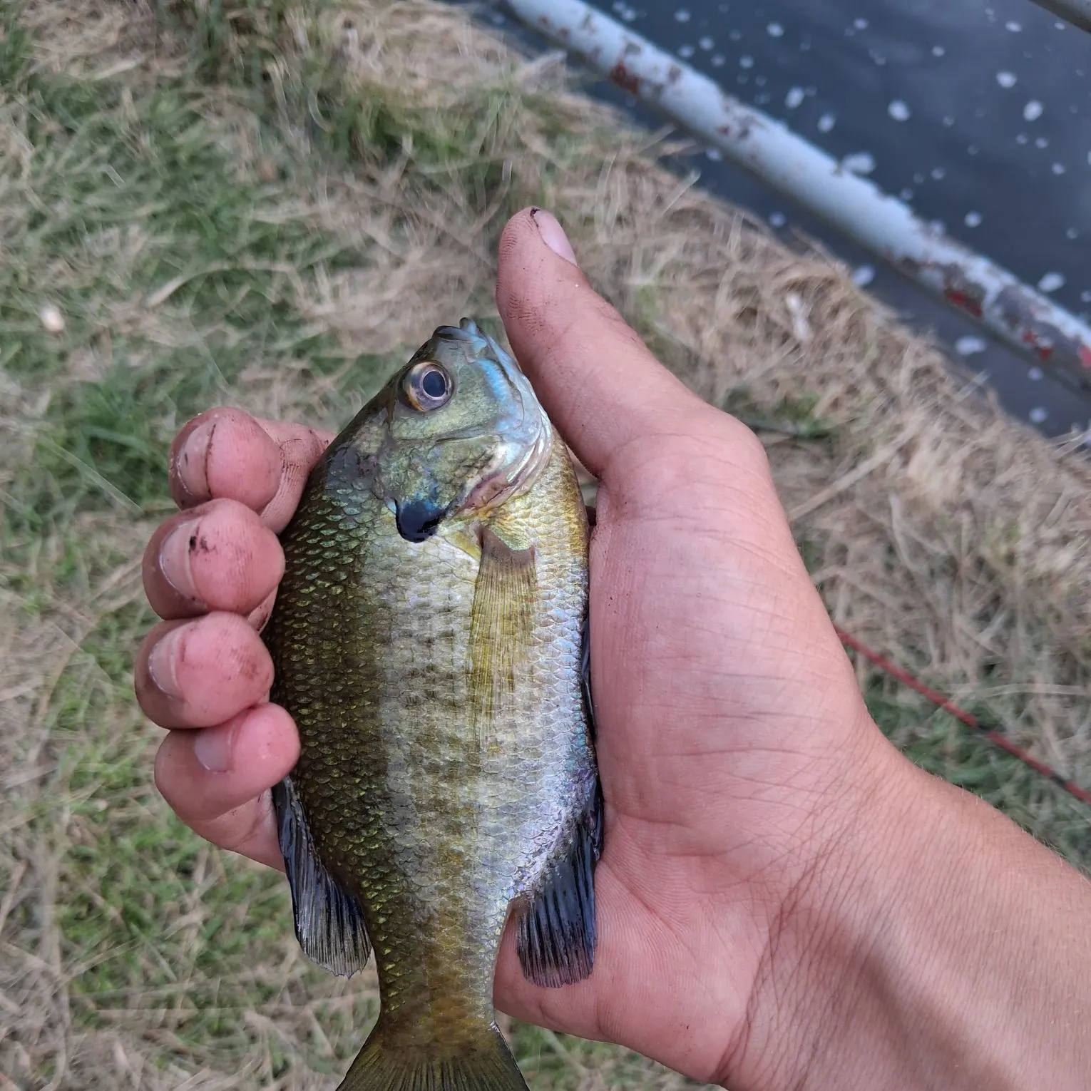 Bluegill caught on Fishbrain