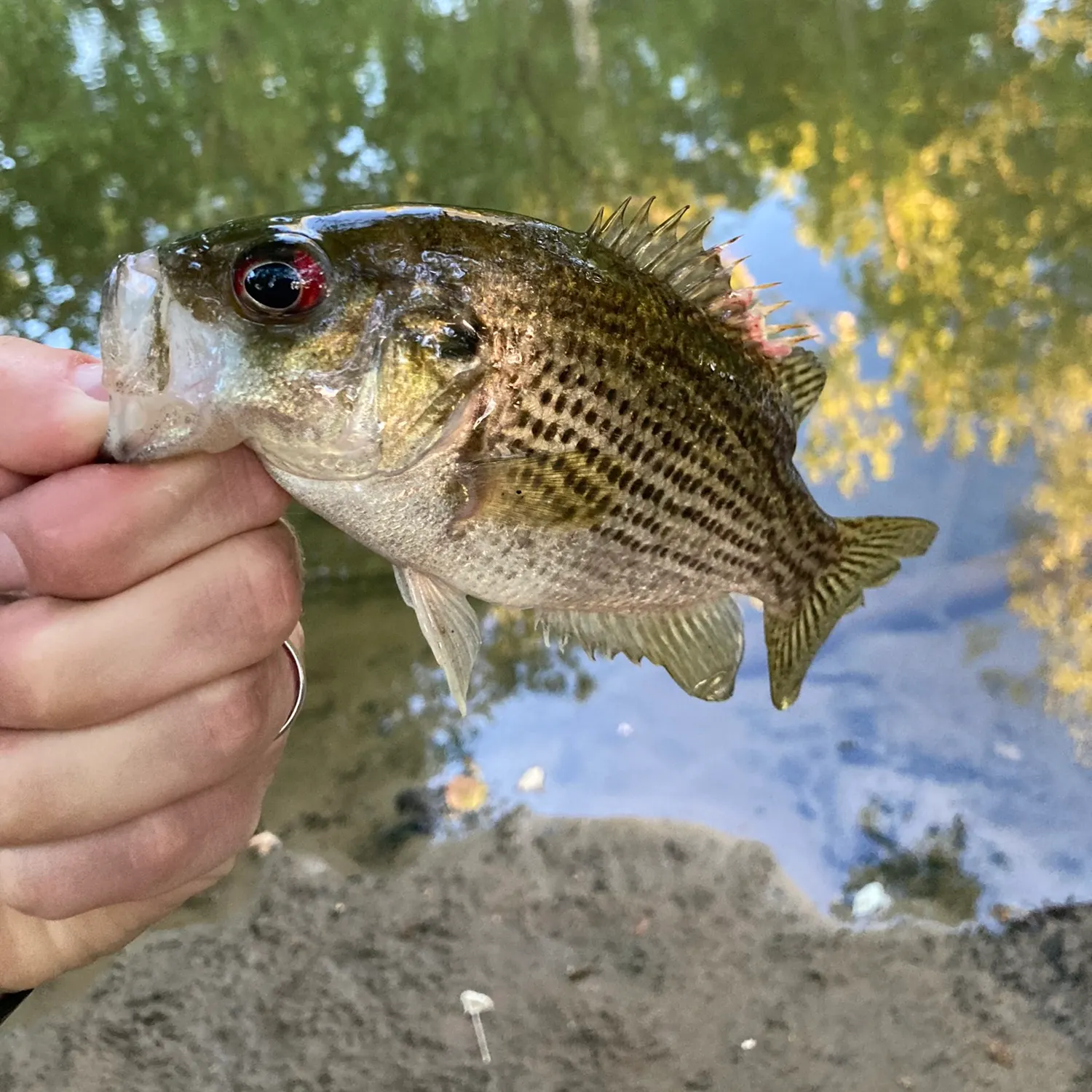 angler catch