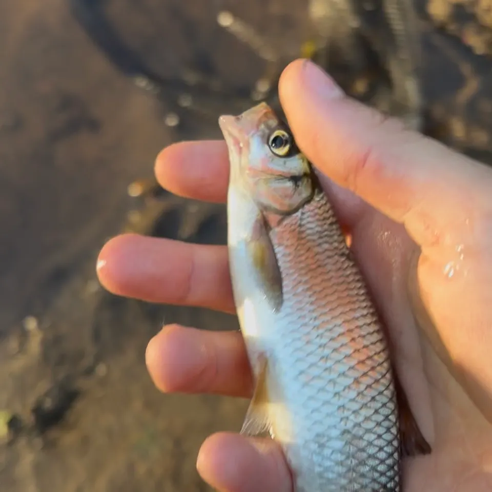 The most recent Common dace catches on Fishbrain
