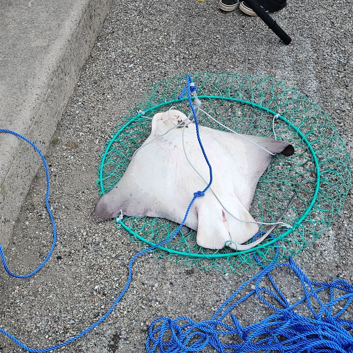 The most recent Bat eagle ray catches on Fishbrain