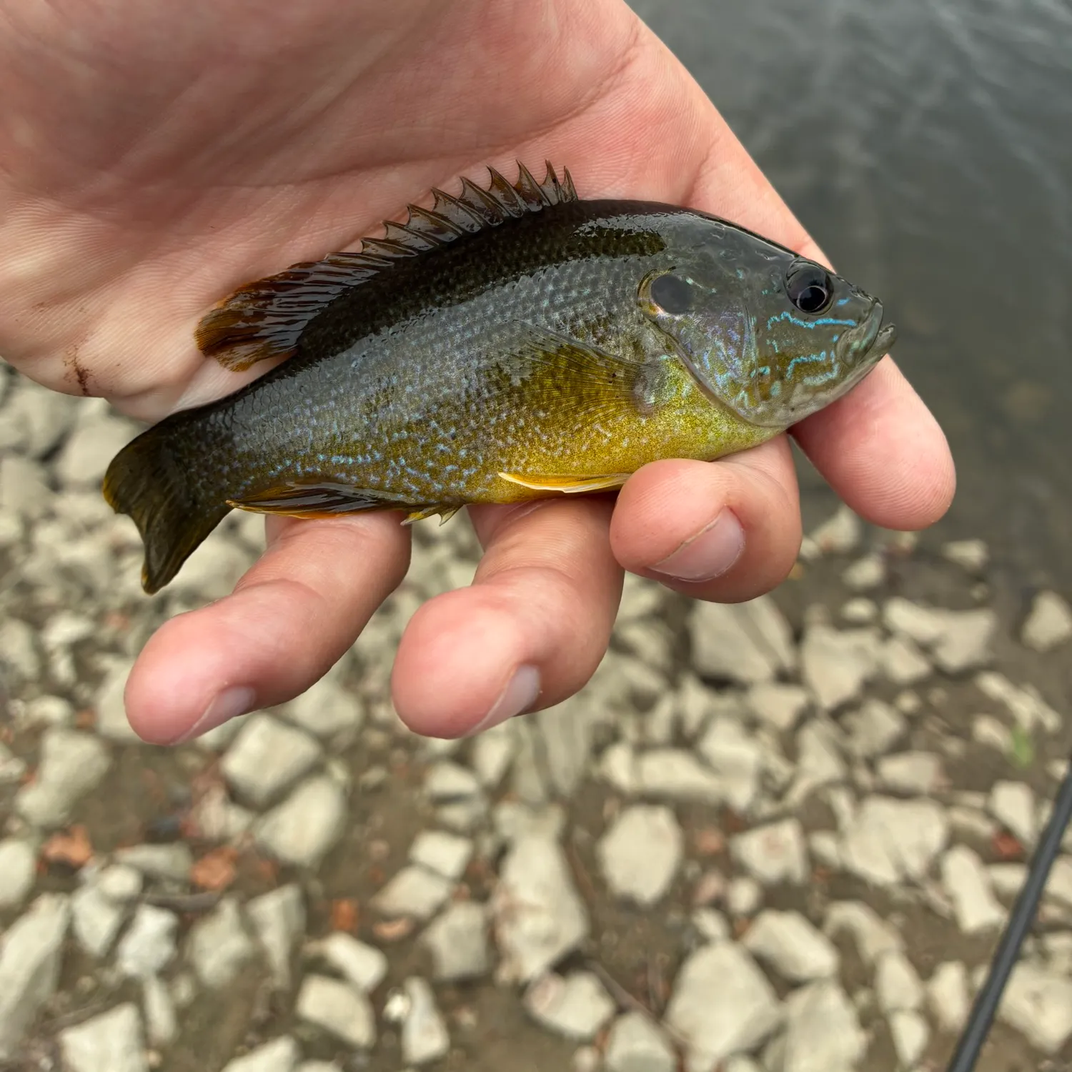 Green sunfish caught on Fishbrain