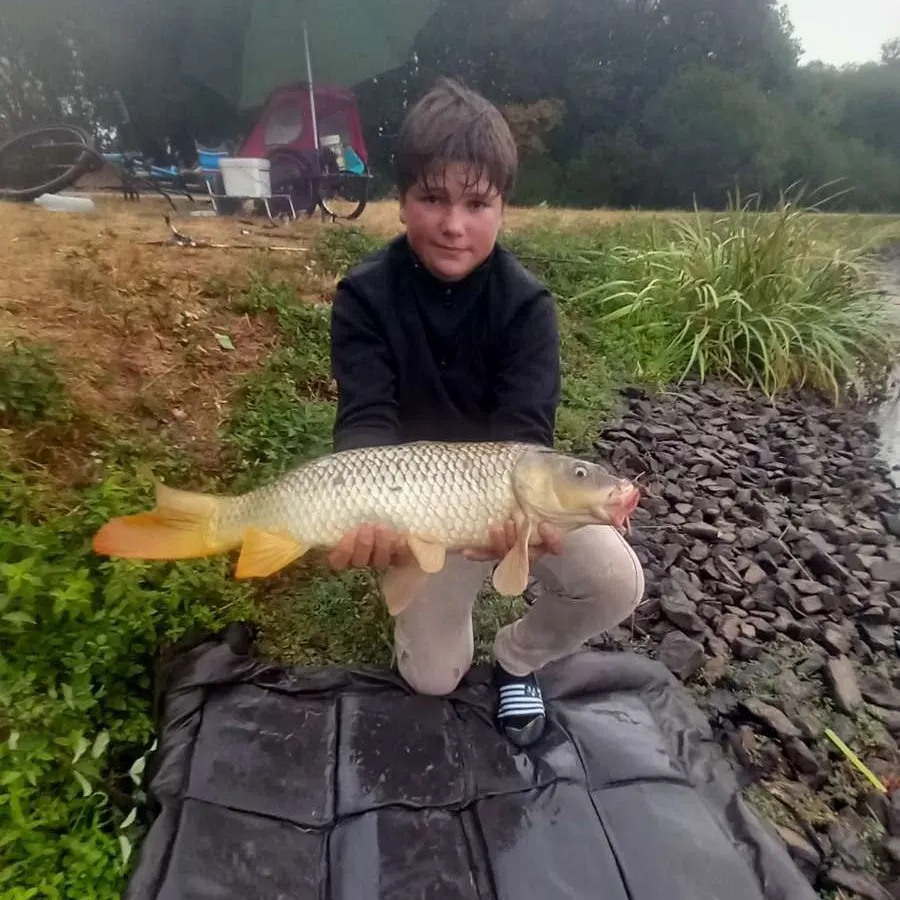Common carp caught on Fishbrain