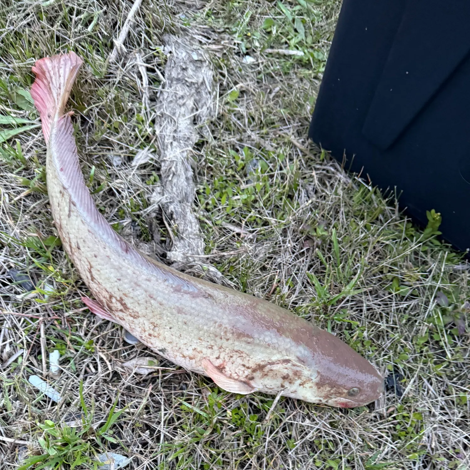 The most recent Ruddy bowfin catches on Fishbrain