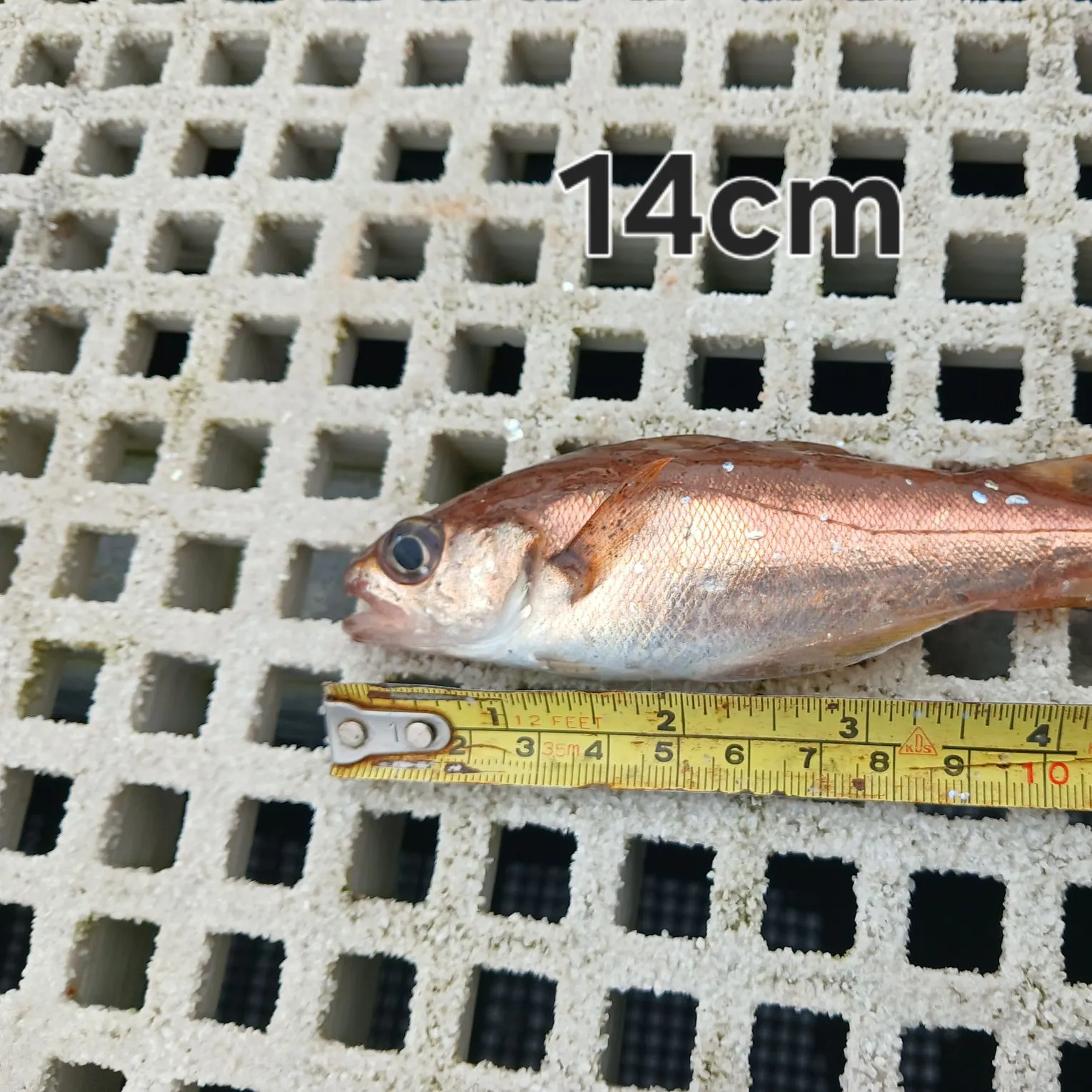 Poor cod caught on Fishbrain