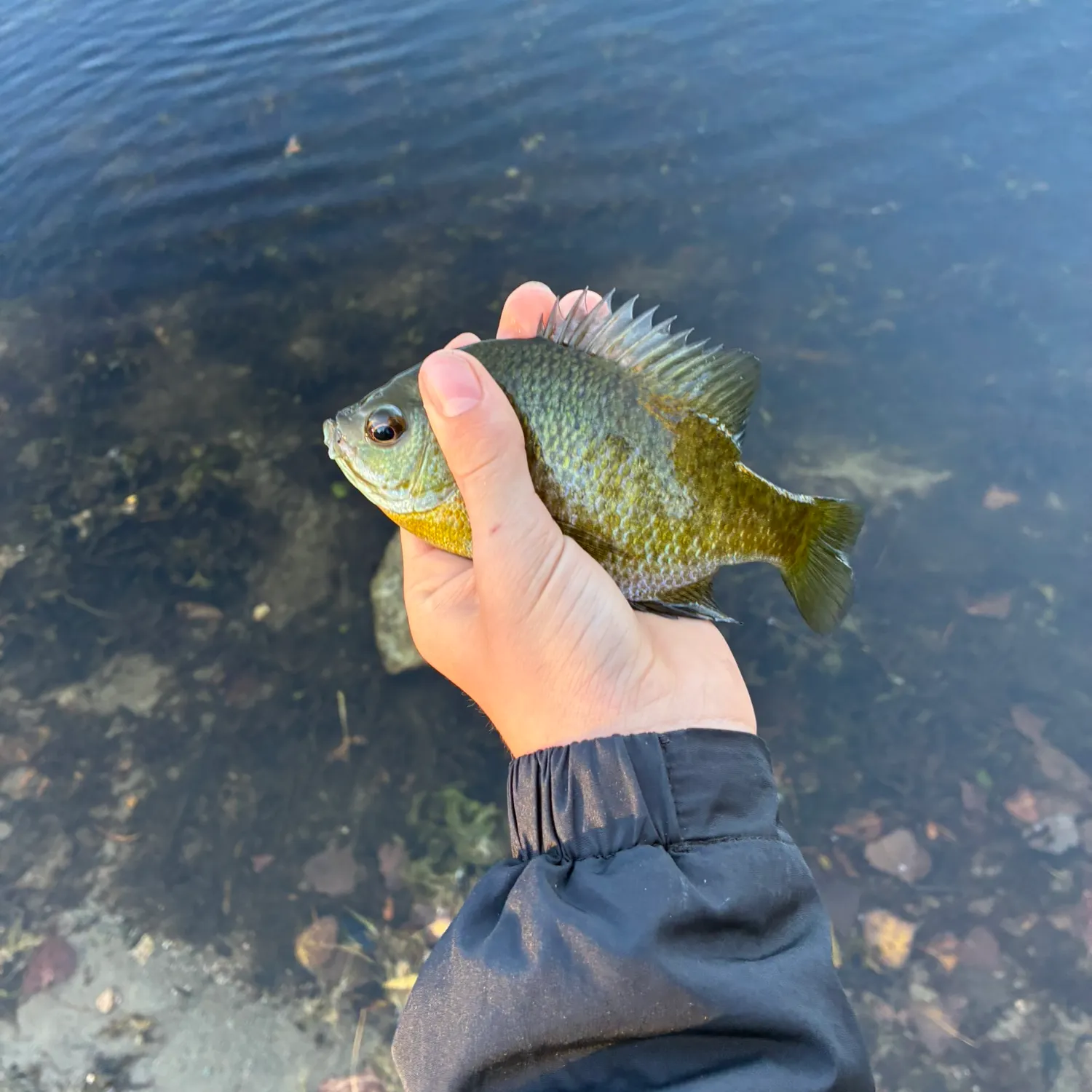 Smallmouth bass caught on Fishbrain